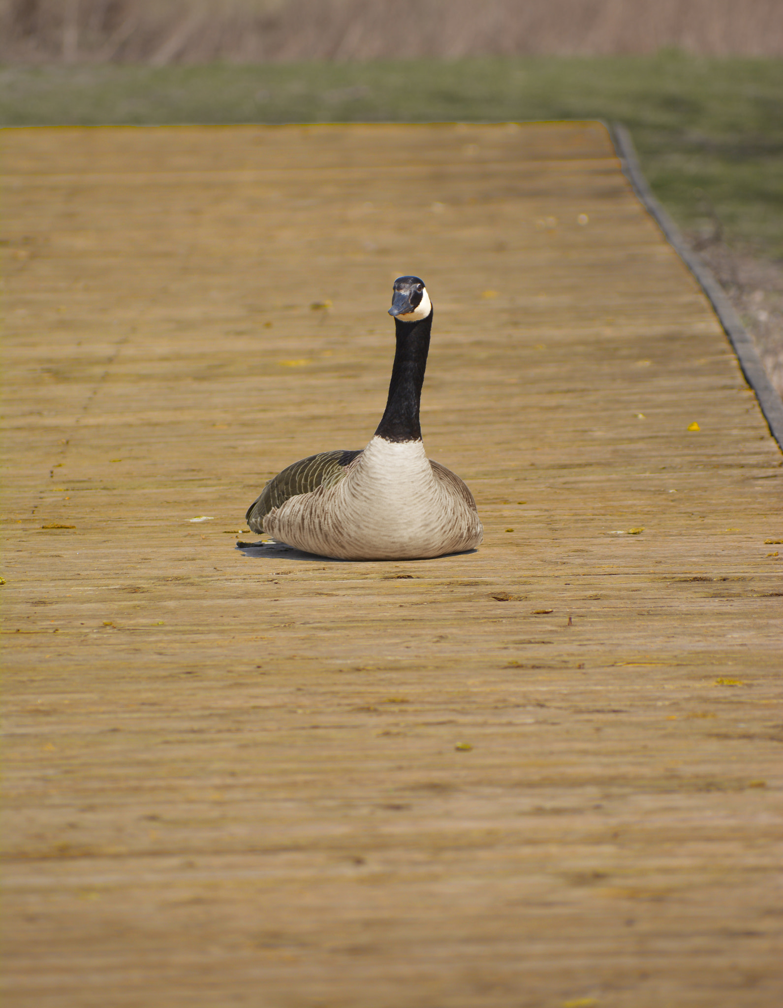 Nikon D5200 sample photo. Duck at rest photography