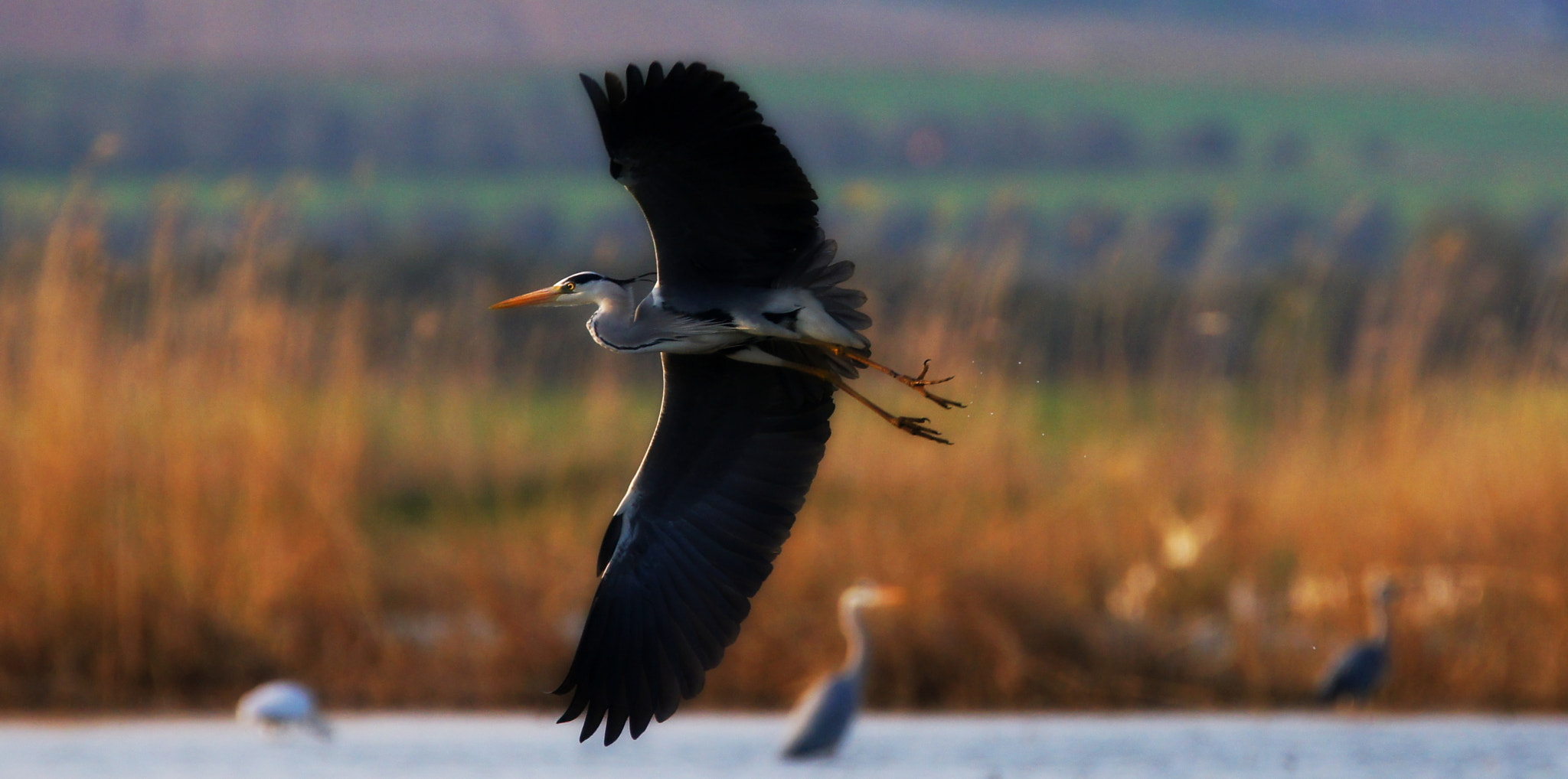 Sony SLT-A55 (SLT-A55V) + Tamron SP 150-600mm F5-6.3 Di VC USD sample photo. Big fisher photography