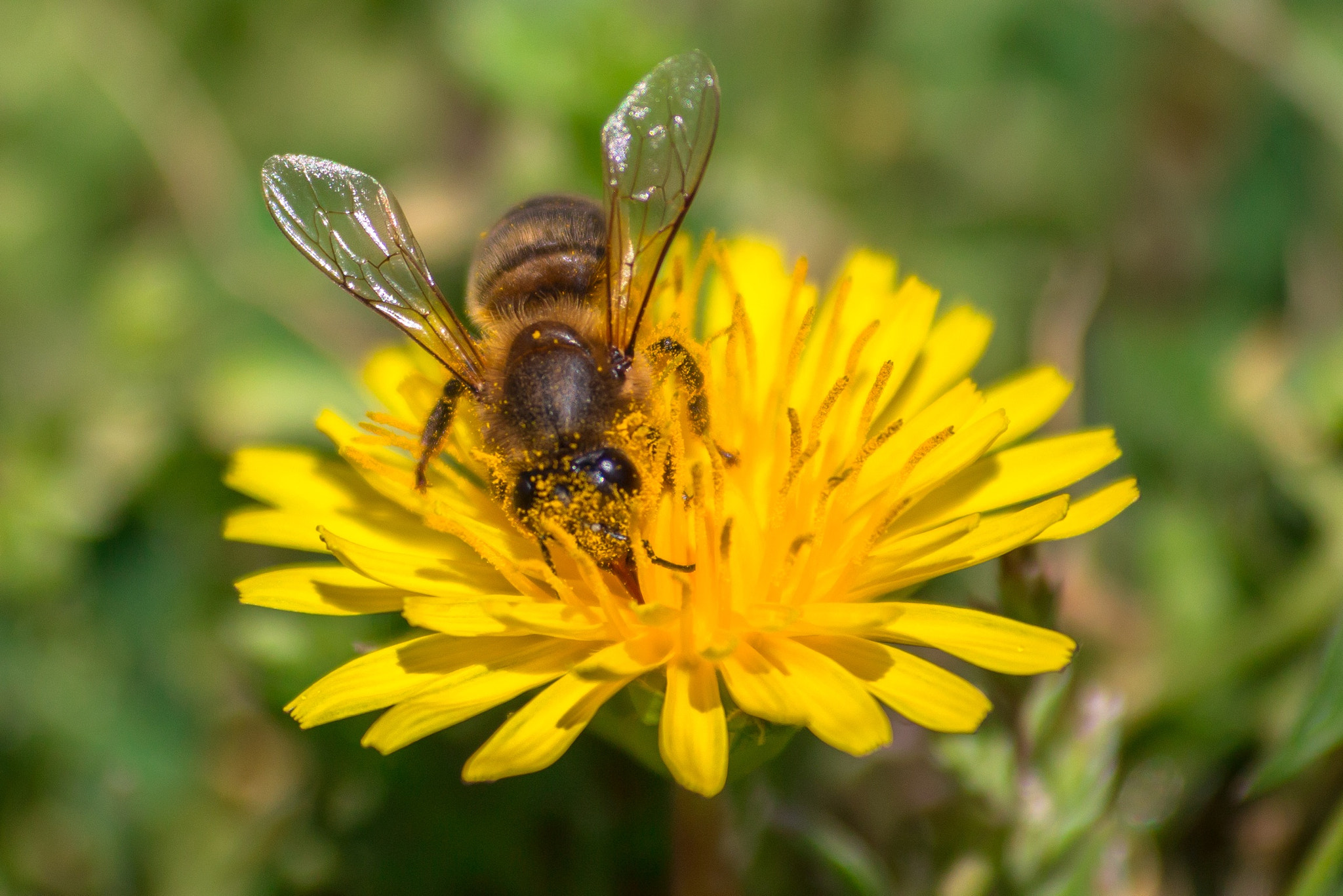 Canon EOS 70D + Sigma 50-200mm F4-5.6 DC OS HSM sample photo. Bee and dandelion photography