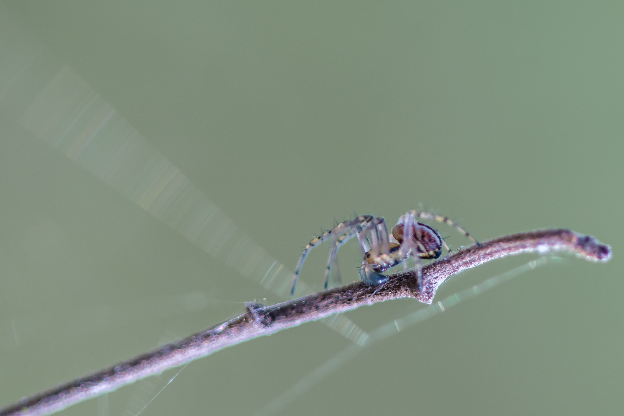 Canon EF 100mm F2.8L Macro IS USM sample photo. Small spider photography