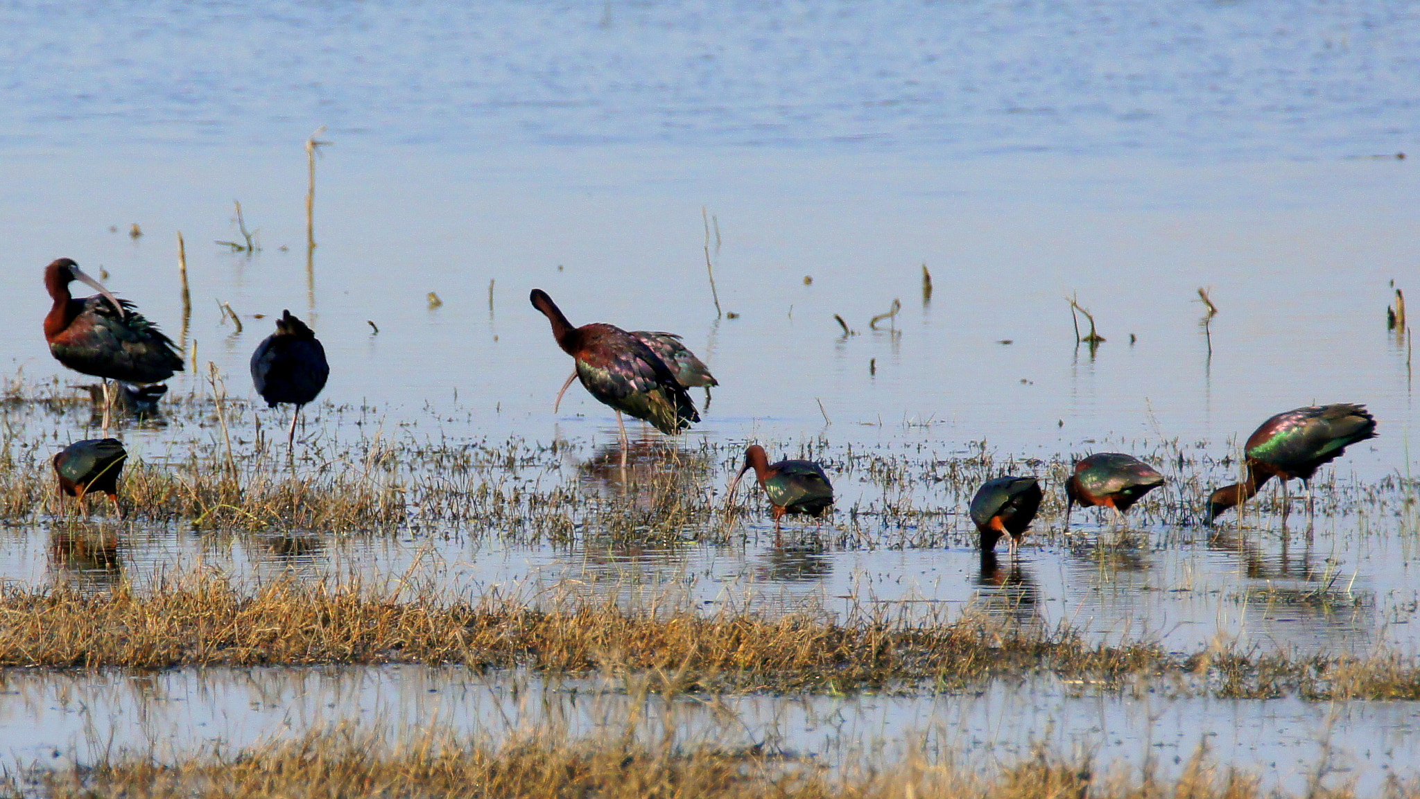 Sony SLT-A55 (SLT-A55V) + Tamron SP 150-600mm F5-6.3 Di VC USD sample photo. Plegadis falcinellus photography