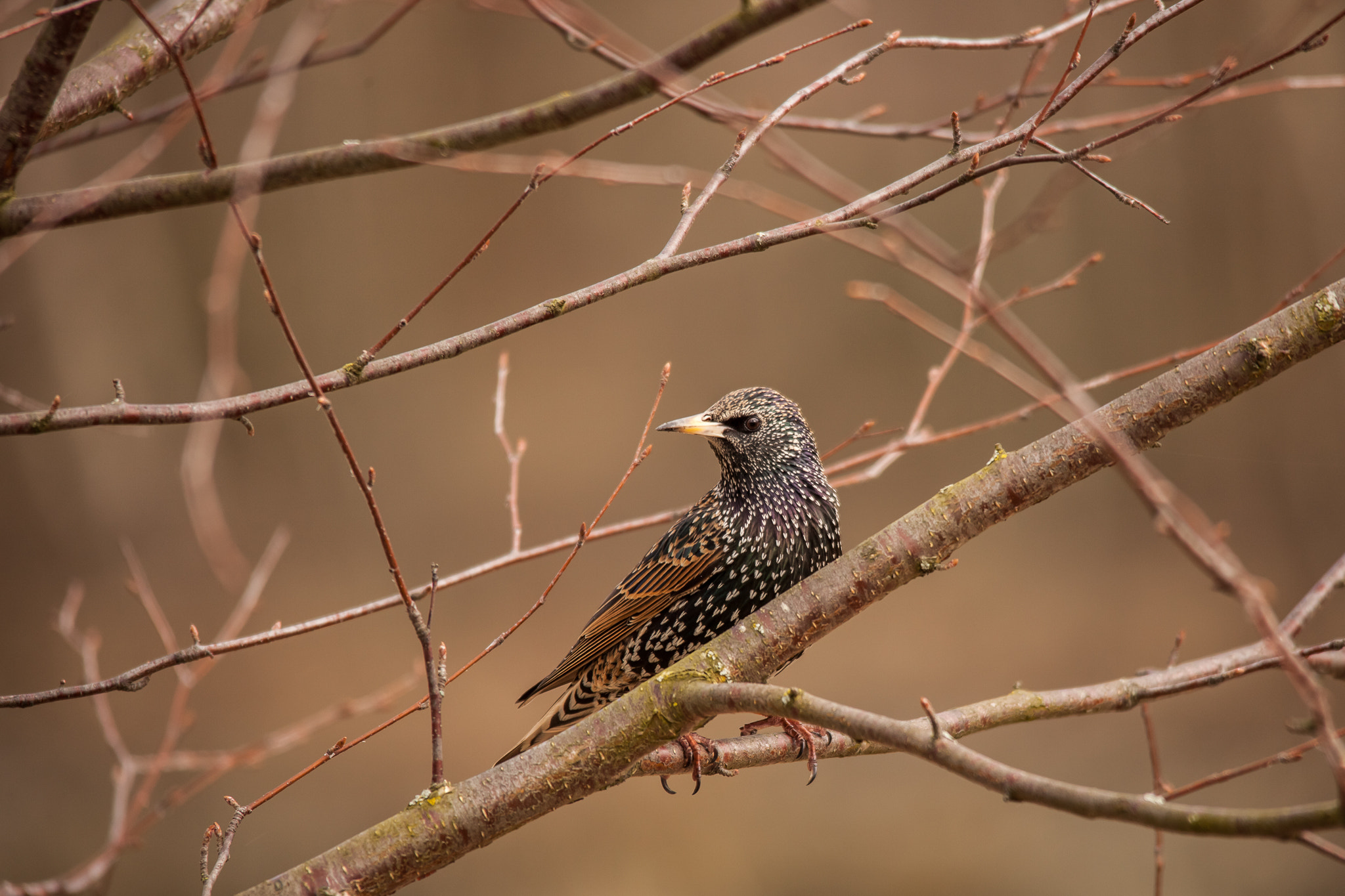 Canon EOS 5D Mark II + Sigma 150-500mm F5-6.3 DG OS HSM sample photo. Sturnus vulgaris photography