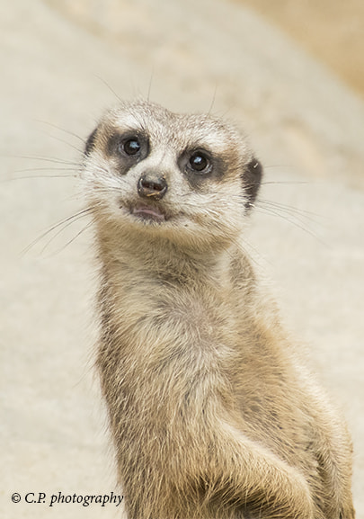 Sony 75-300mm F4.5-5.6 sample photo. Meerkat photography