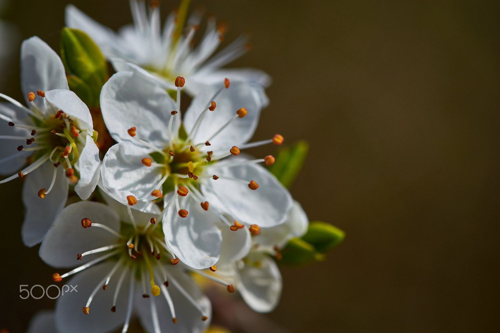 Sigma 105mm F2.8 EX DG OS HSM sample photo. Prunus spinosa photography