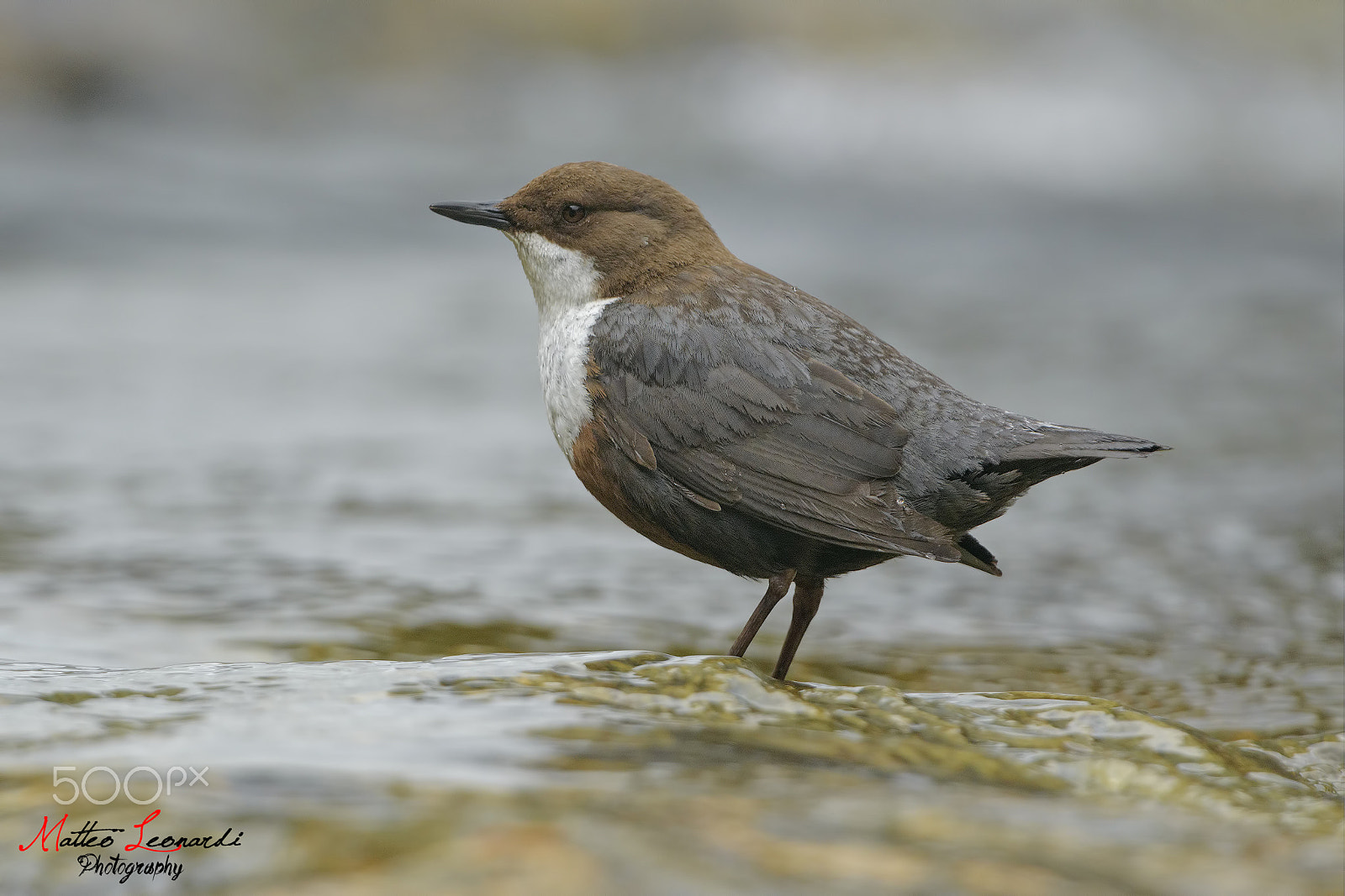 Nikon D800E + Nikon AF-S Nikkor 500mm F4G ED VR sample photo. Merlo acquaiolo - dipper photography