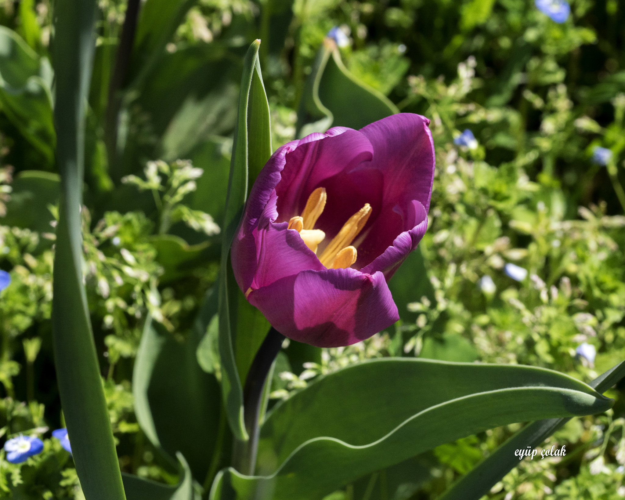 Sony a7 II + Sony FE 90mm F2.8 Macro G OSS sample photo. Dsc photography
