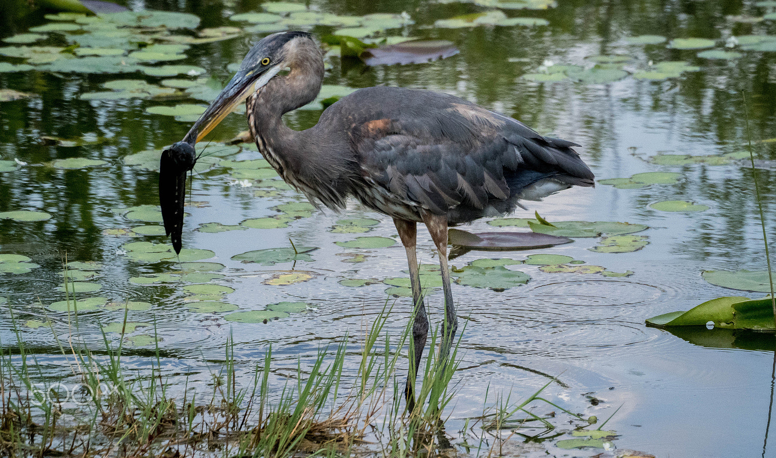Olympus OM-D E-M1 Mark II sample photo. The catch photography