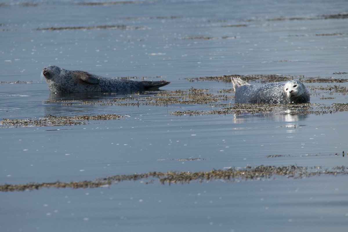 Canon EOS 7D Mark II sample photo. Sealionsportaferry photography