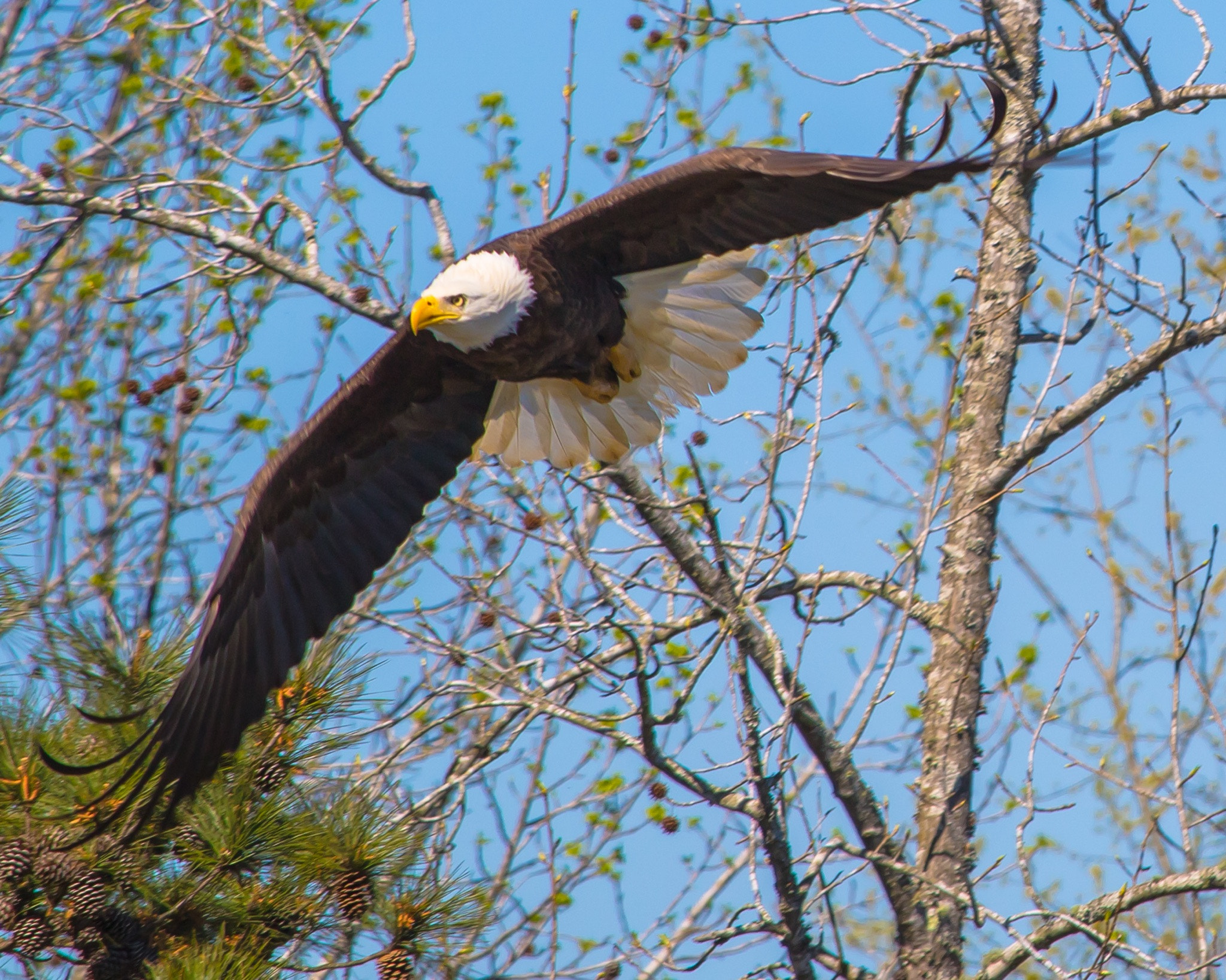 Canon EF-S 55-250mm F4-5.6 IS STM sample photo. This beautiful eagle puts on a display of magnificence  photography