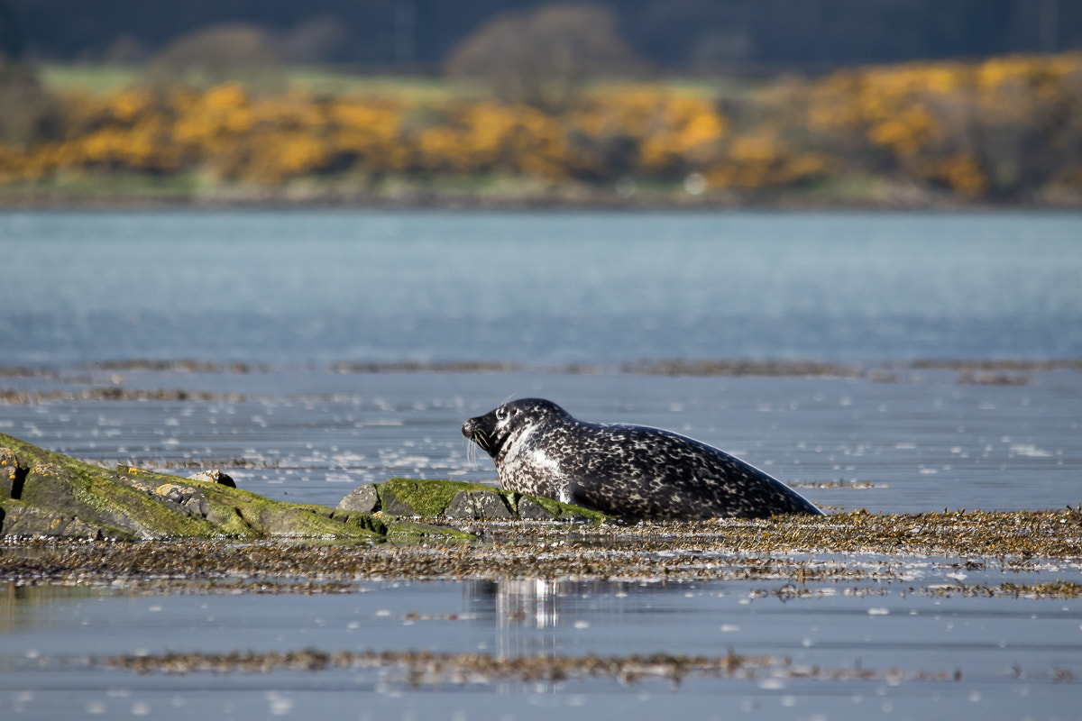 Canon EOS 7D Mark II sample photo. Sealionsportaferry photography