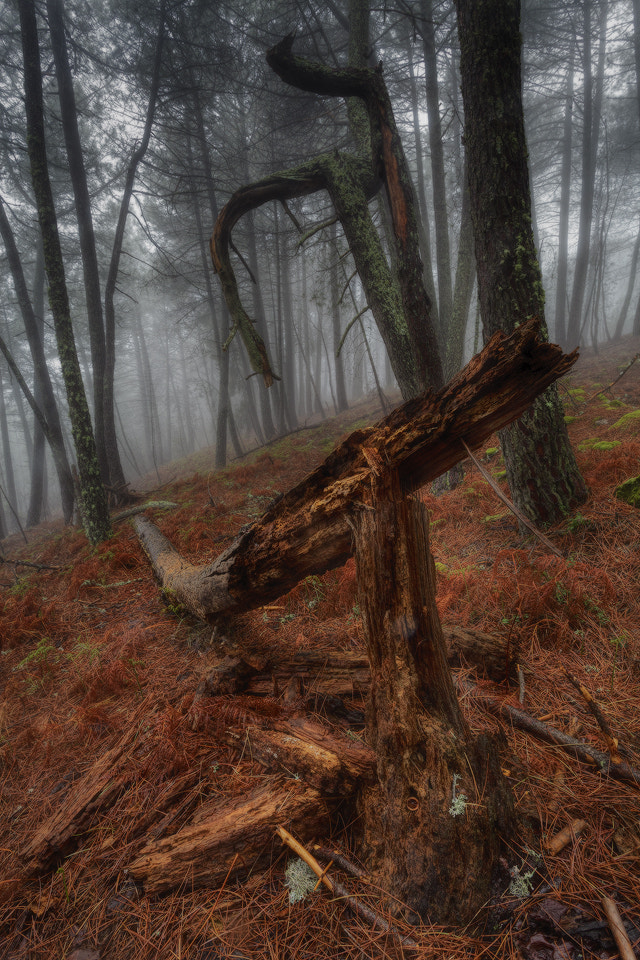 Canon EF 17-40mm F4L USM sample photo. Arquimides forest photography
