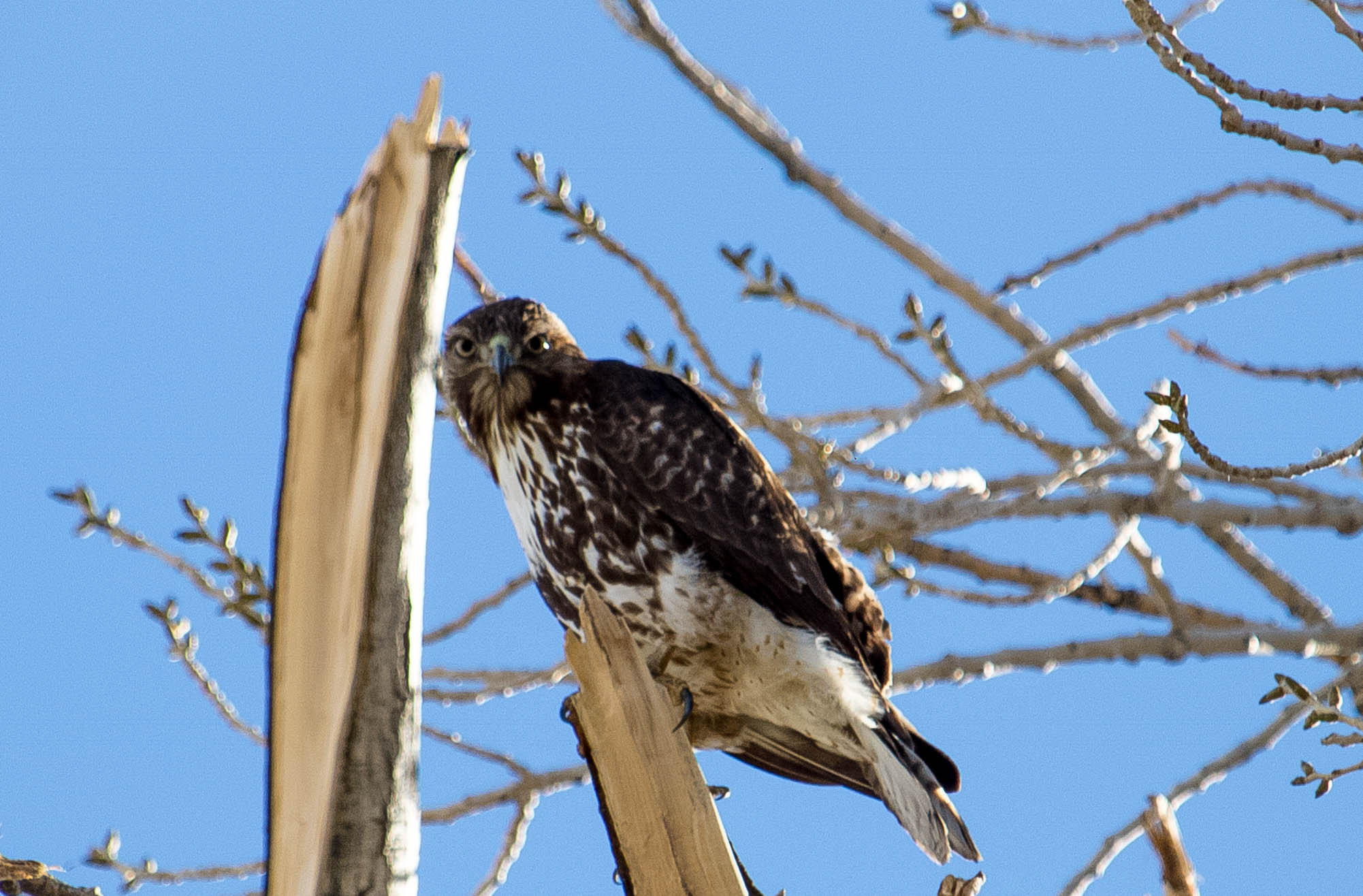 Canon EF-S 55-250mm F4-5.6 IS STM sample photo. I see you! photography