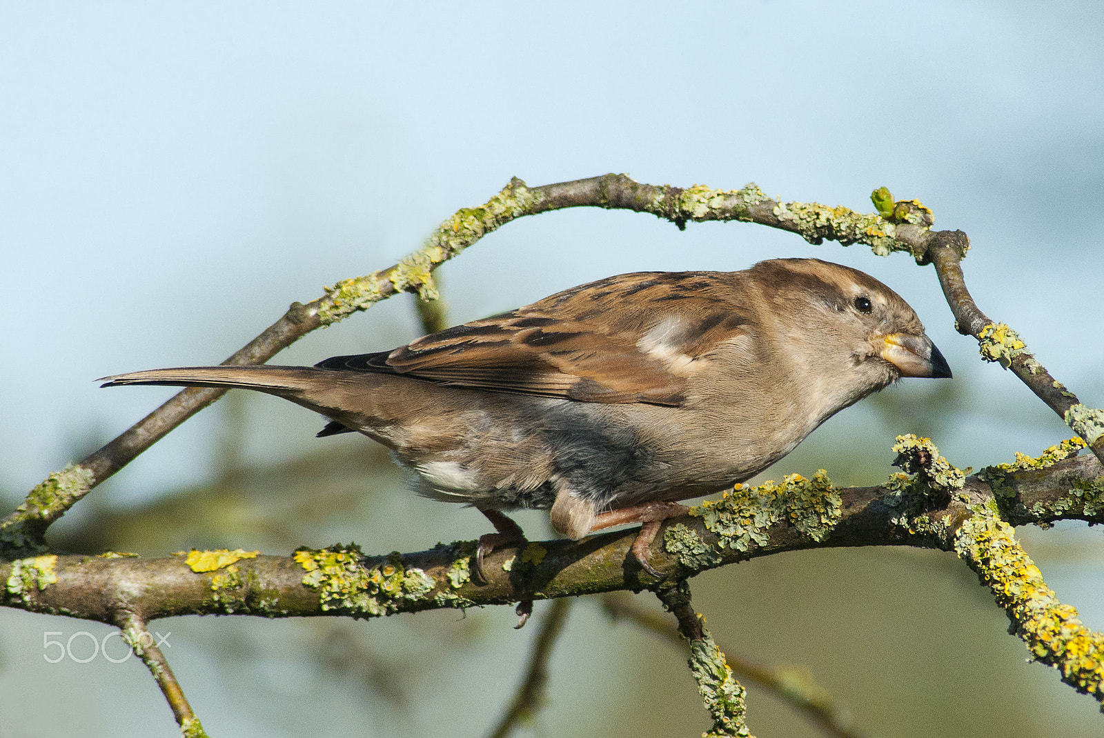 Nikon D90 sample photo. House sparrow on a branch photography