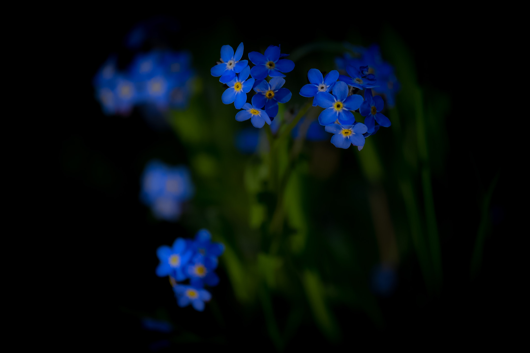 Fujifilm XF 55-200mm F3.5-4.8 R LM OIS sample photo. Fleurs du jardin photography