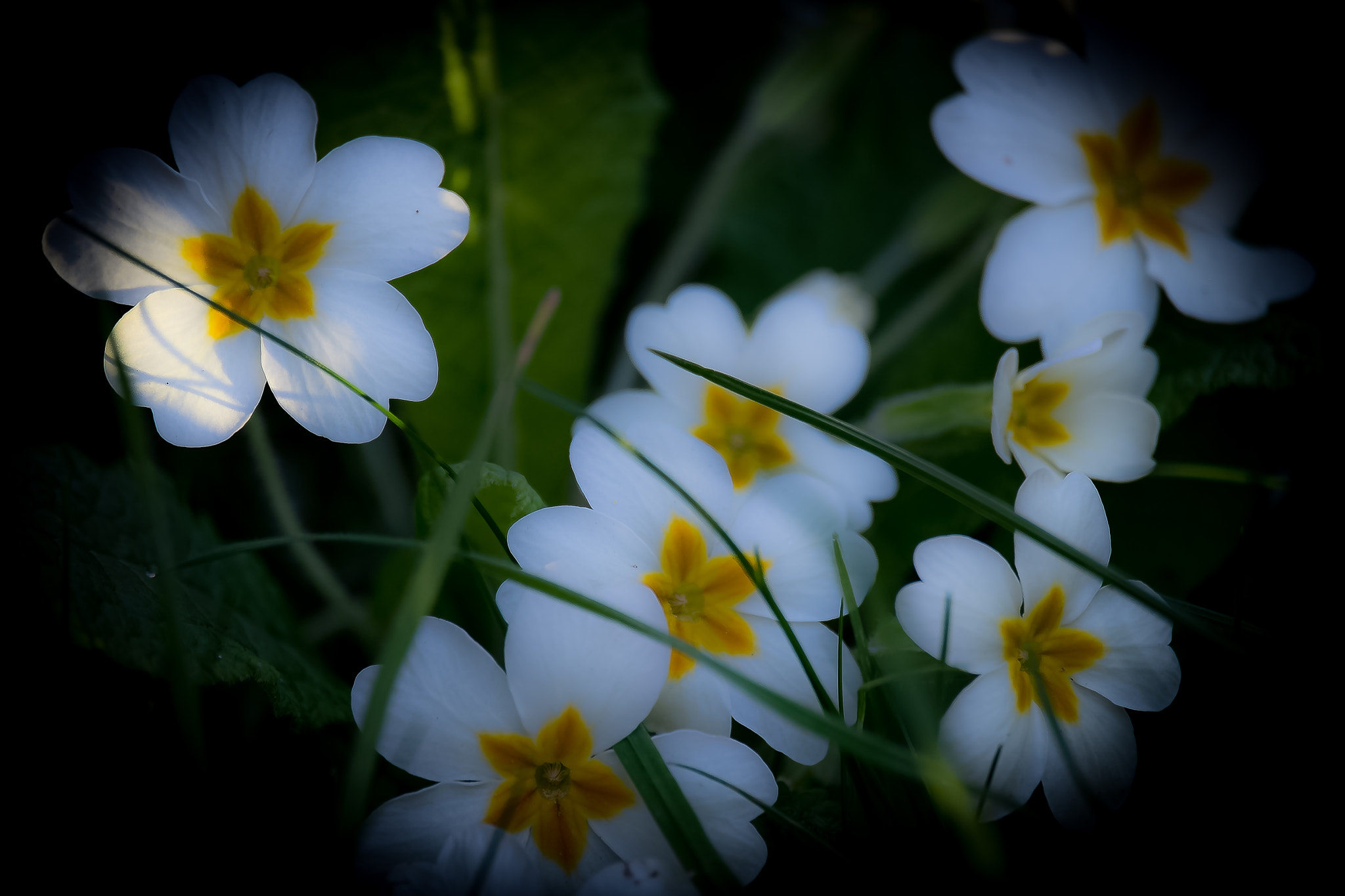 Fujifilm X-Pro1 + Fujifilm XF 55-200mm F3.5-4.8 R LM OIS sample photo. Fleurs du jardin photography