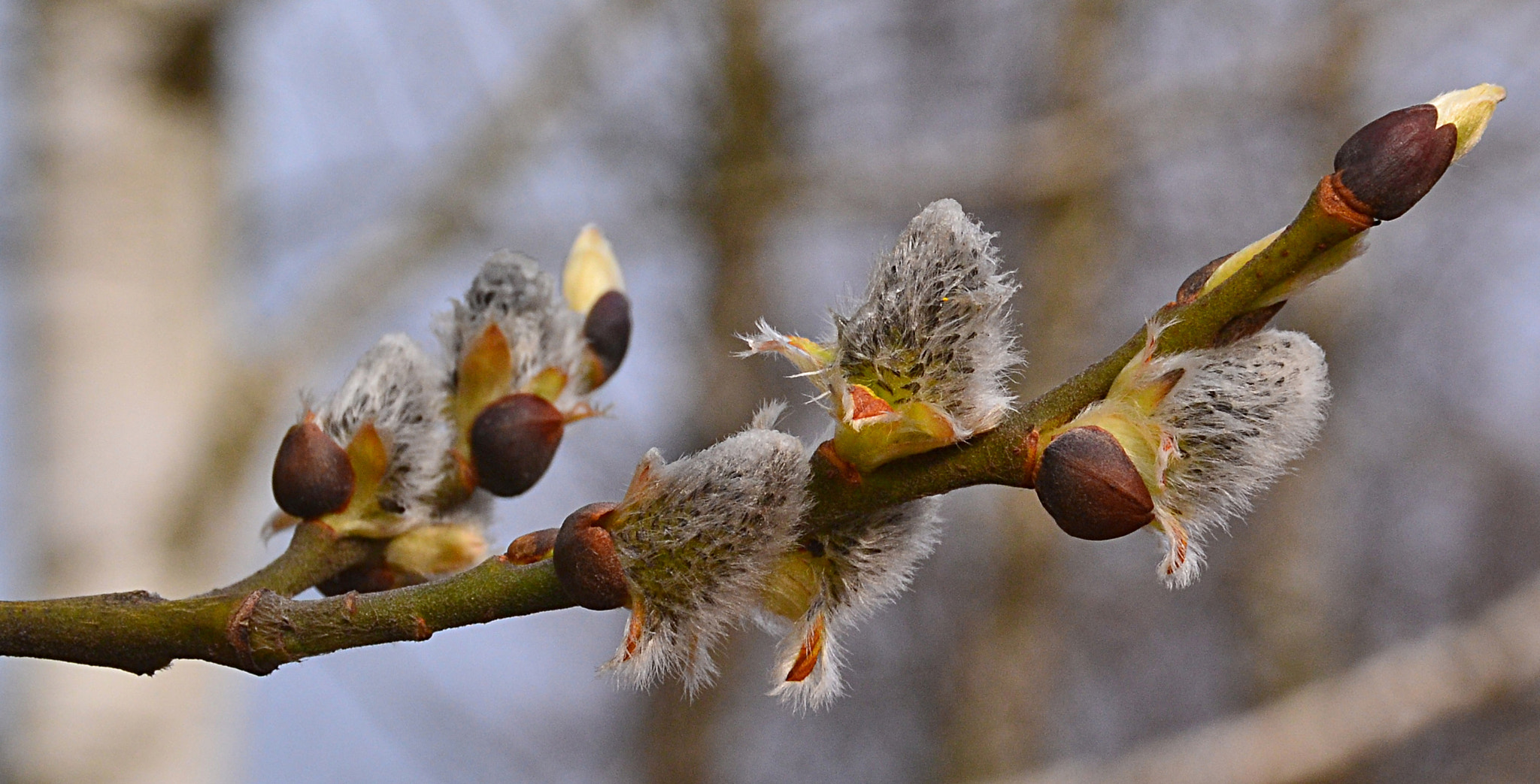 Nikon D3100 sample photo. Salix acutifolia photography