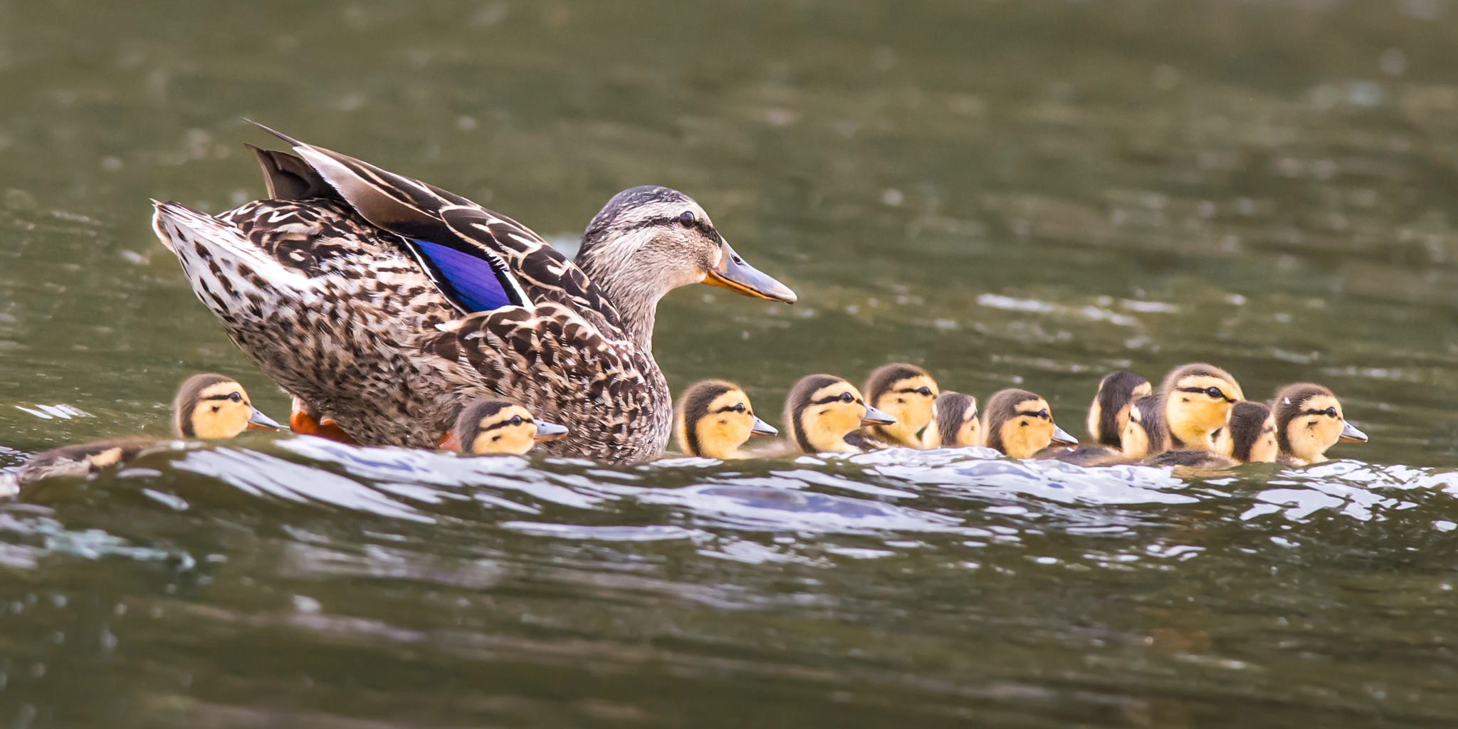 Nikon D800 sample photo. Mallard ducklings photography