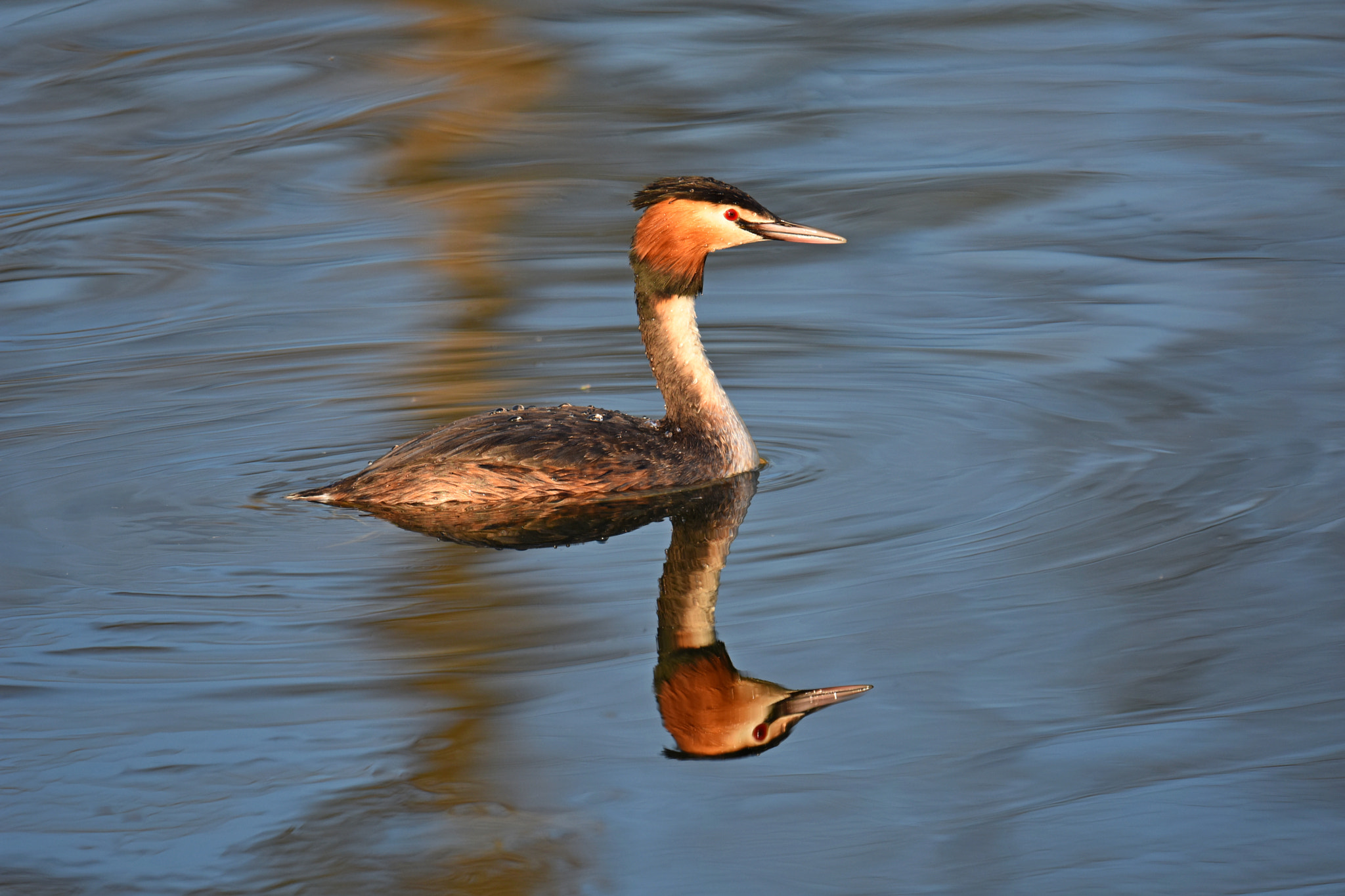 Nikon D7200 + Nikon AF-S Nikkor 600mm F4G ED VR sample photo. Great crested grebe photography