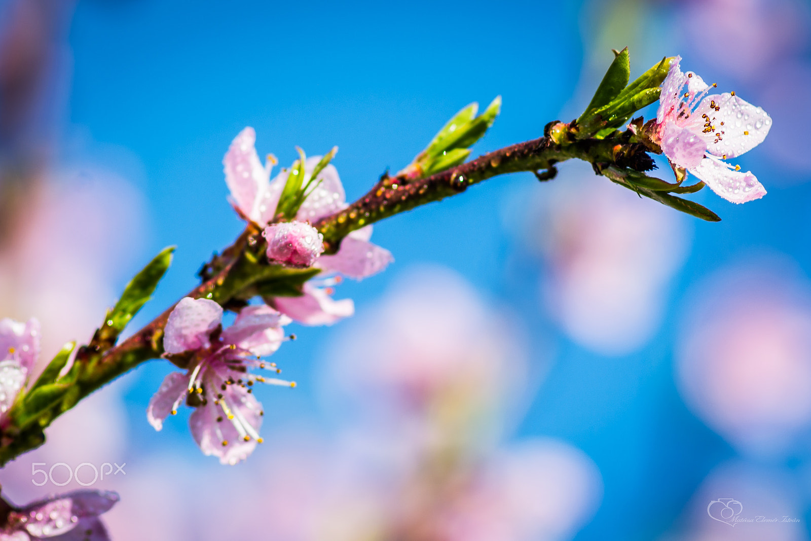 Nikon D5200 sample photo. Matecsa elemer istvan - spring flowering (px) photography