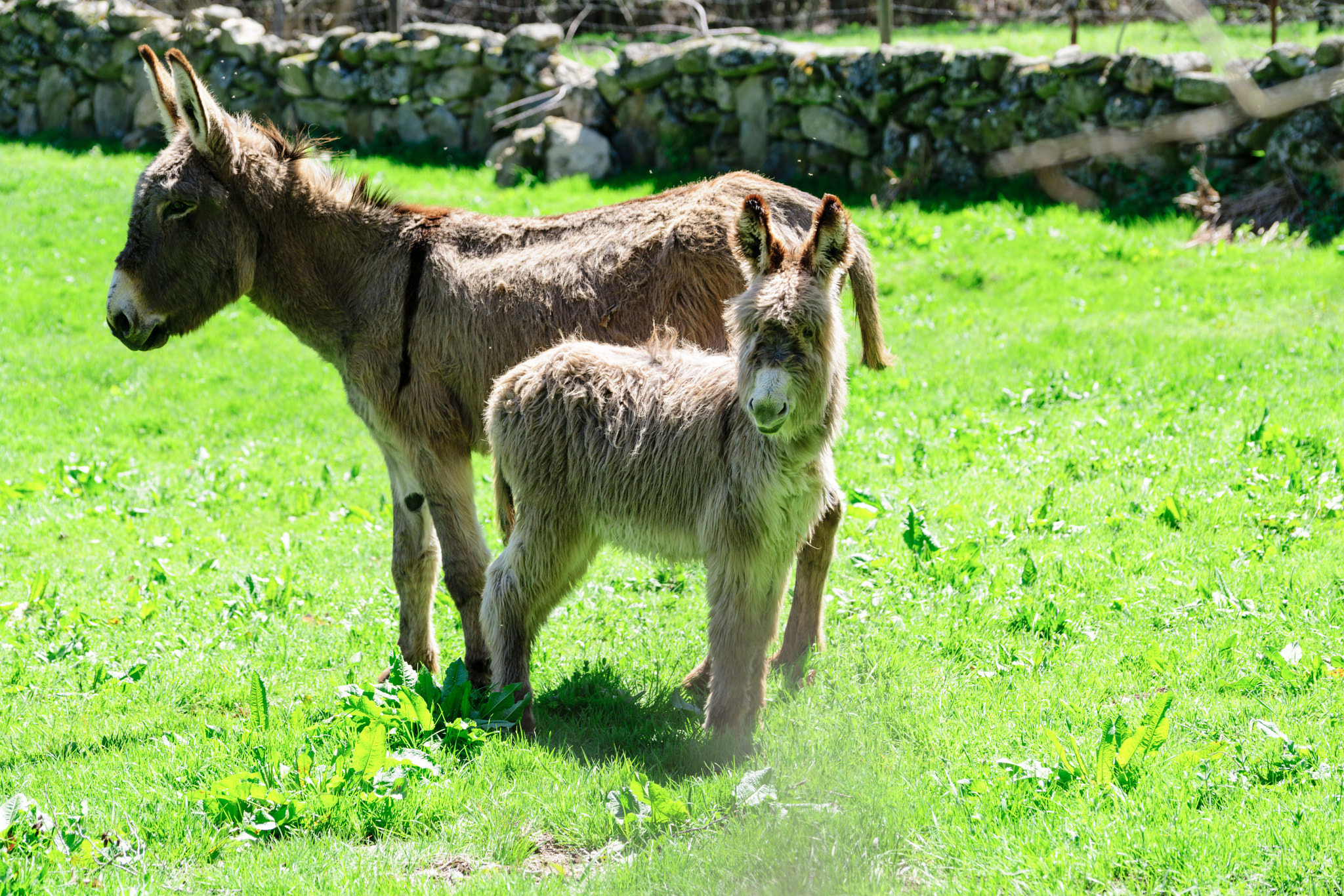 Sony a7R II + Sony FE 70-200mm F4 G OSS sample photo. As cute as it can get photography