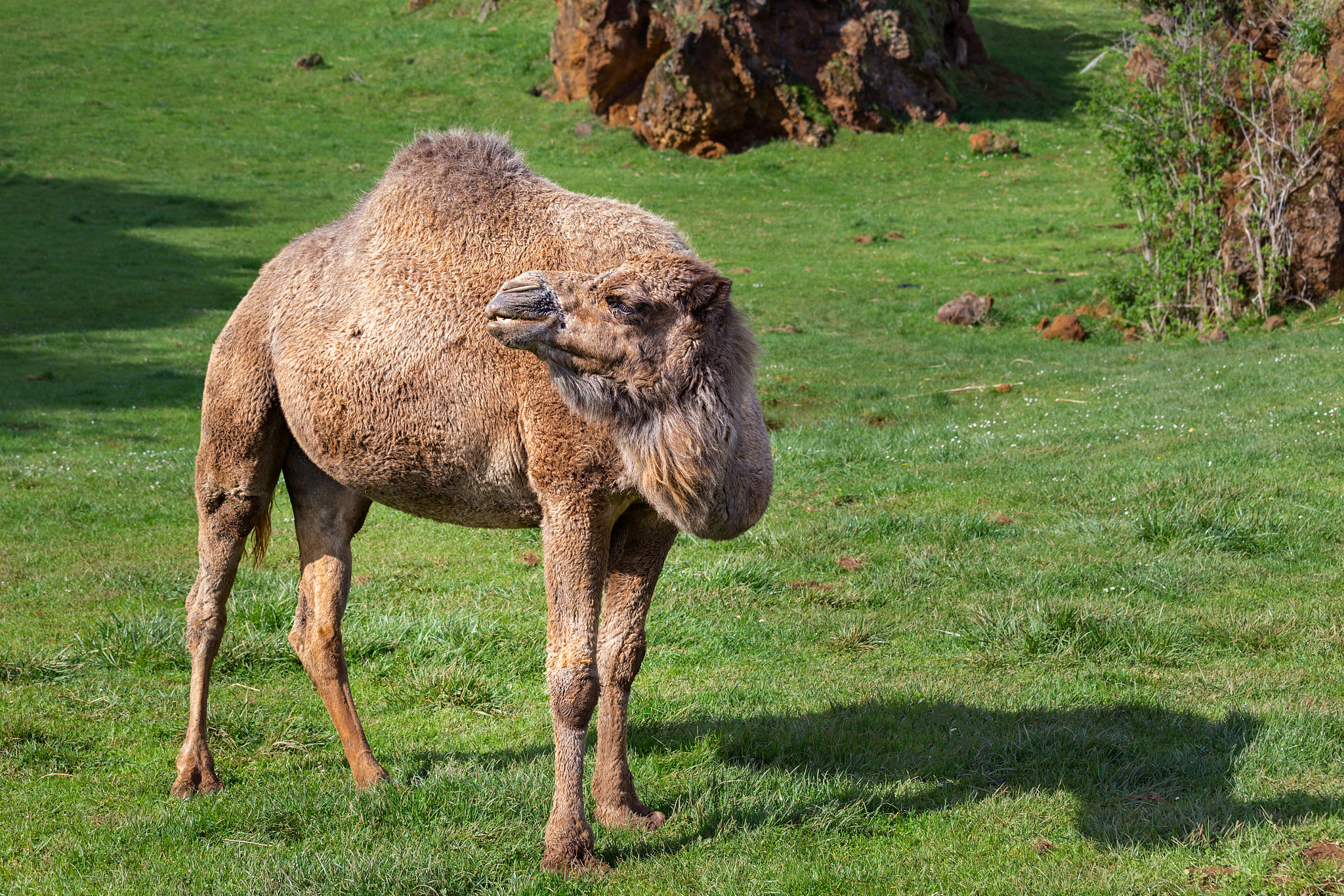 Canon EOS 6D + Canon EF 70-200mm F4L IS USM sample photo. Dromedary  240317-7545 photography