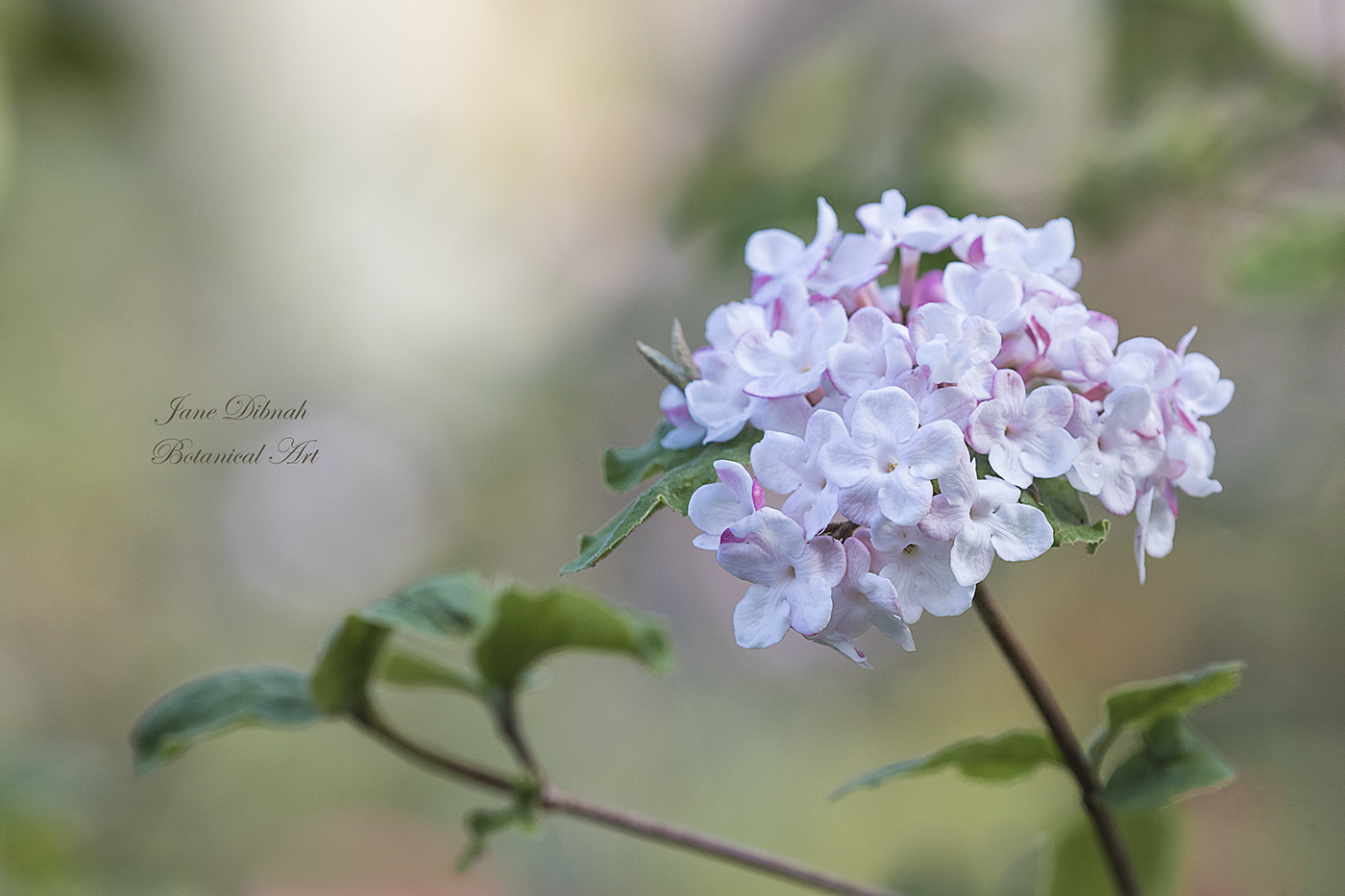 Canon EF 180mm F3.5L Macro USM sample photo. Daphne photography