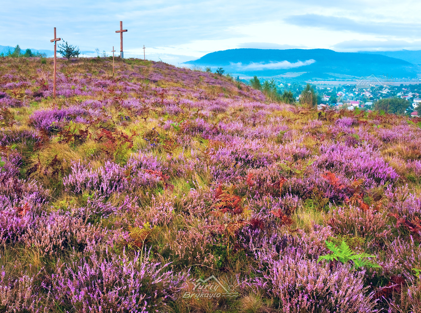 Canon EF 16-35mm F2.8L II USM sample photo. Summer heather flower hill and misty morning country view behind photography