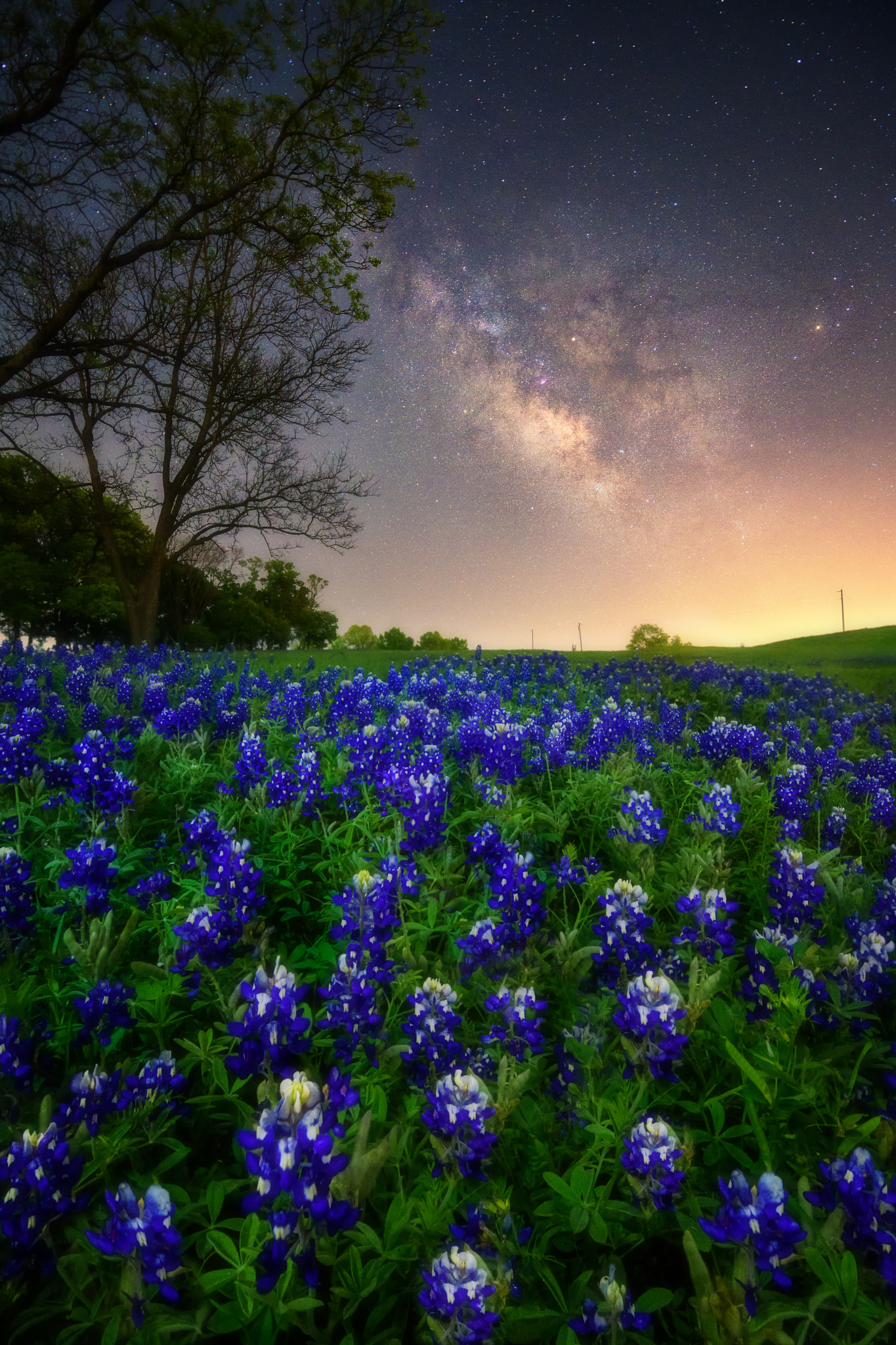 Nikon D810 sample photo. Bluebonnets wildflower and milky way photography