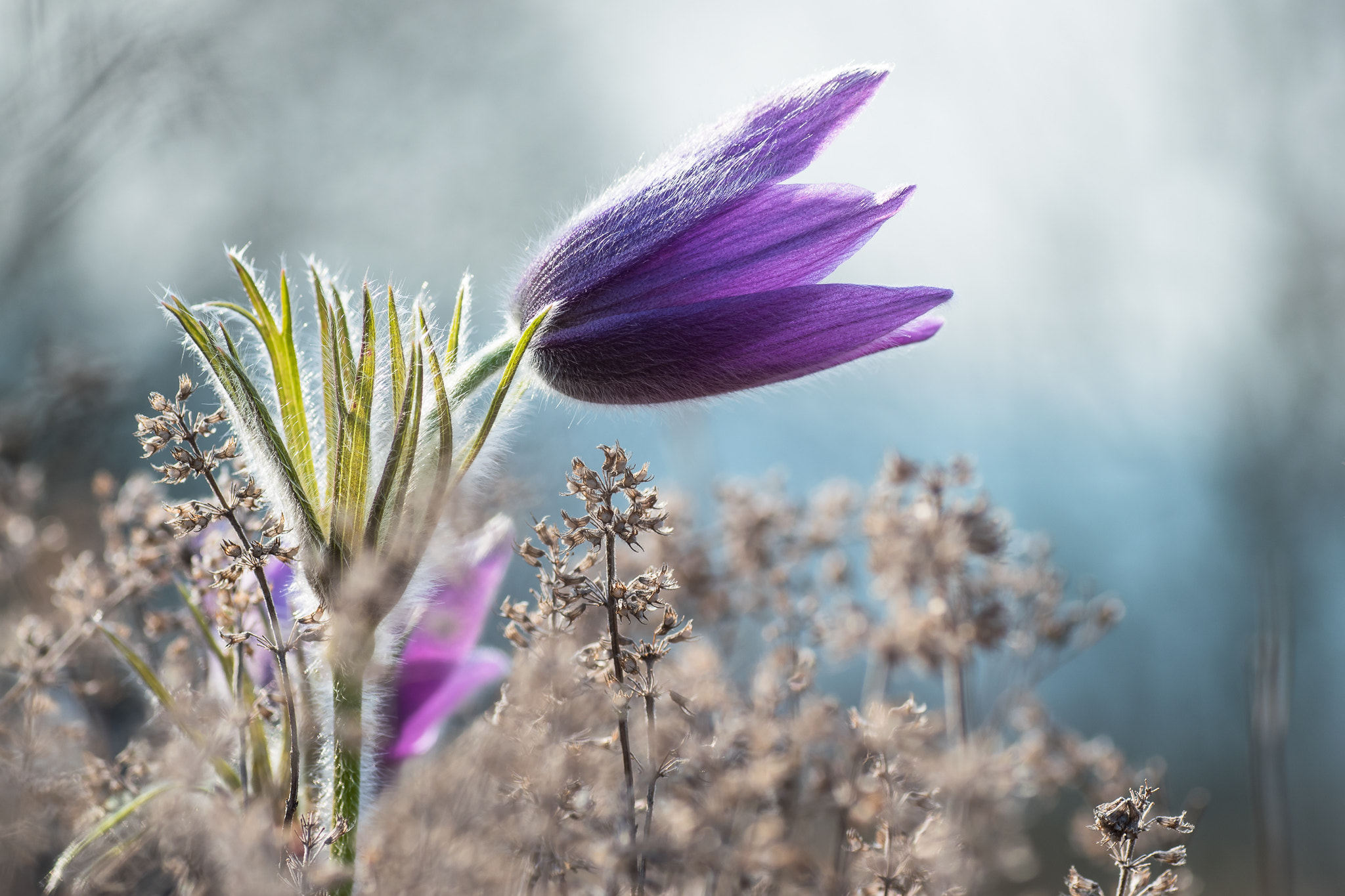 Nikon D5500 sample photo. Küchenschelle photography