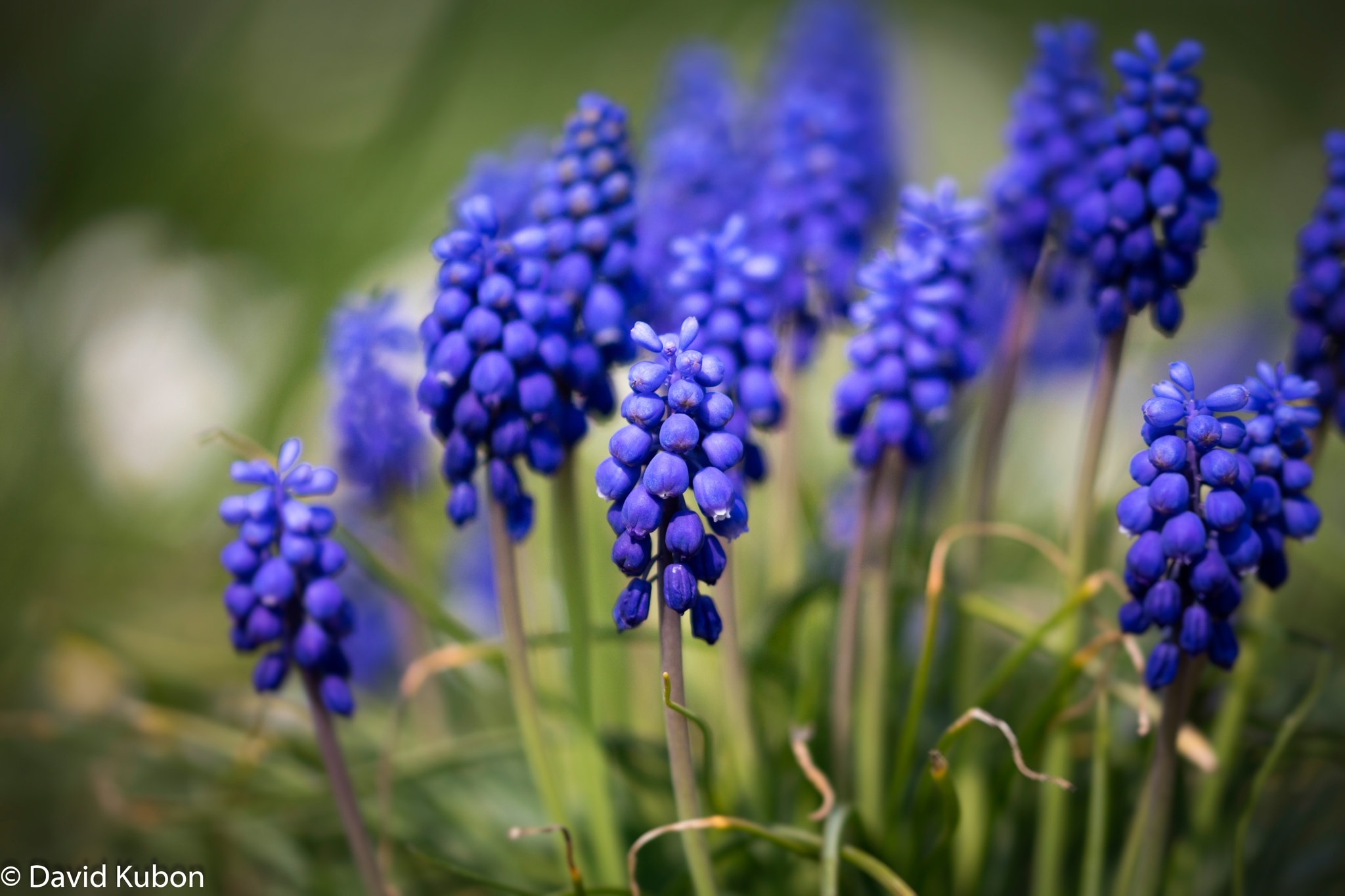 Sigma 105mm F2.8 EX DG OS HSM sample photo. Flowers photography