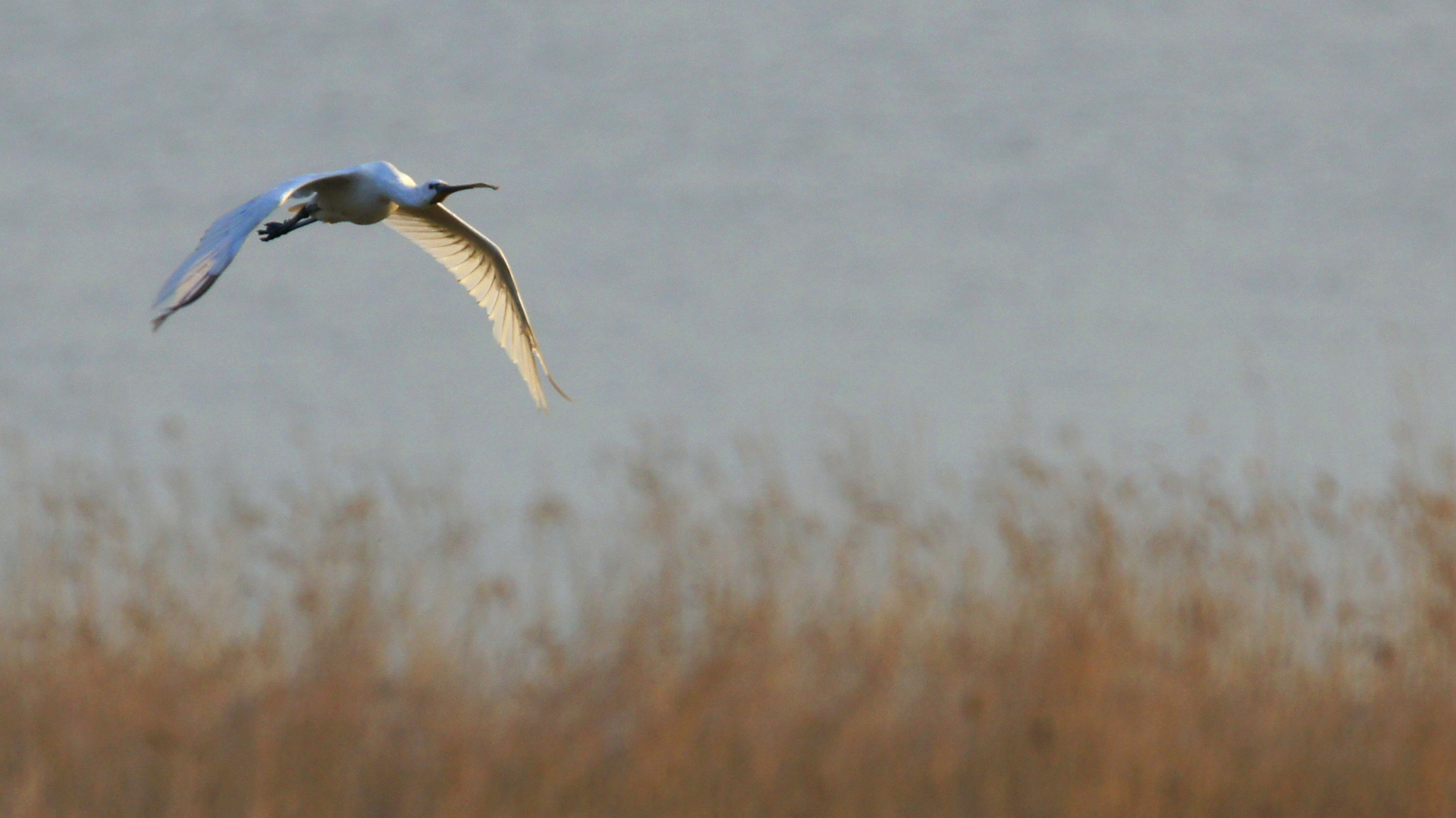 Sony SLT-A55 (SLT-A55V) + Tamron SP 150-600mm F5-6.3 Di VC USD sample photo. Spoonbill photography