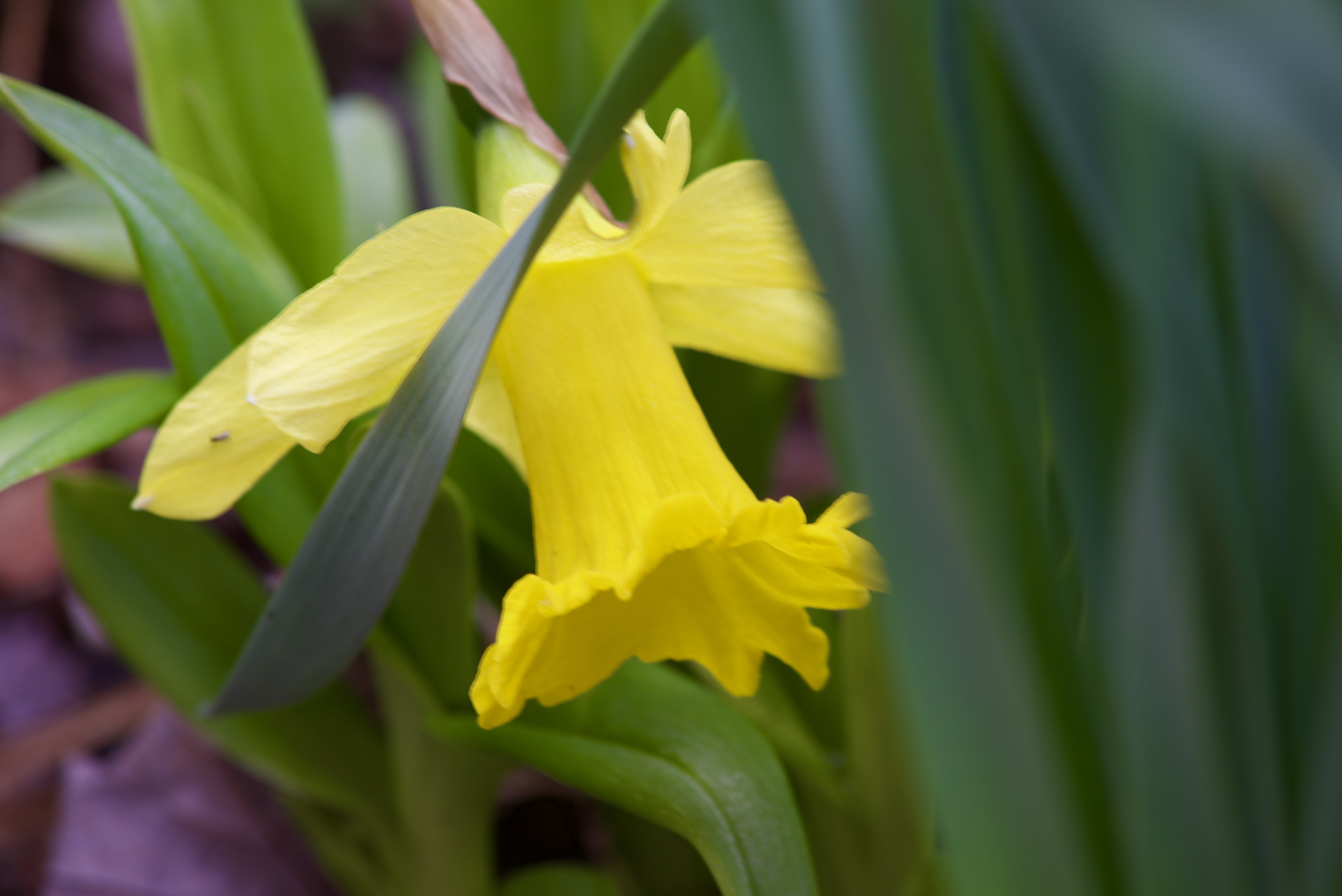 AF Nikkor 50mm f/1.8 sample photo. Yellow side photography