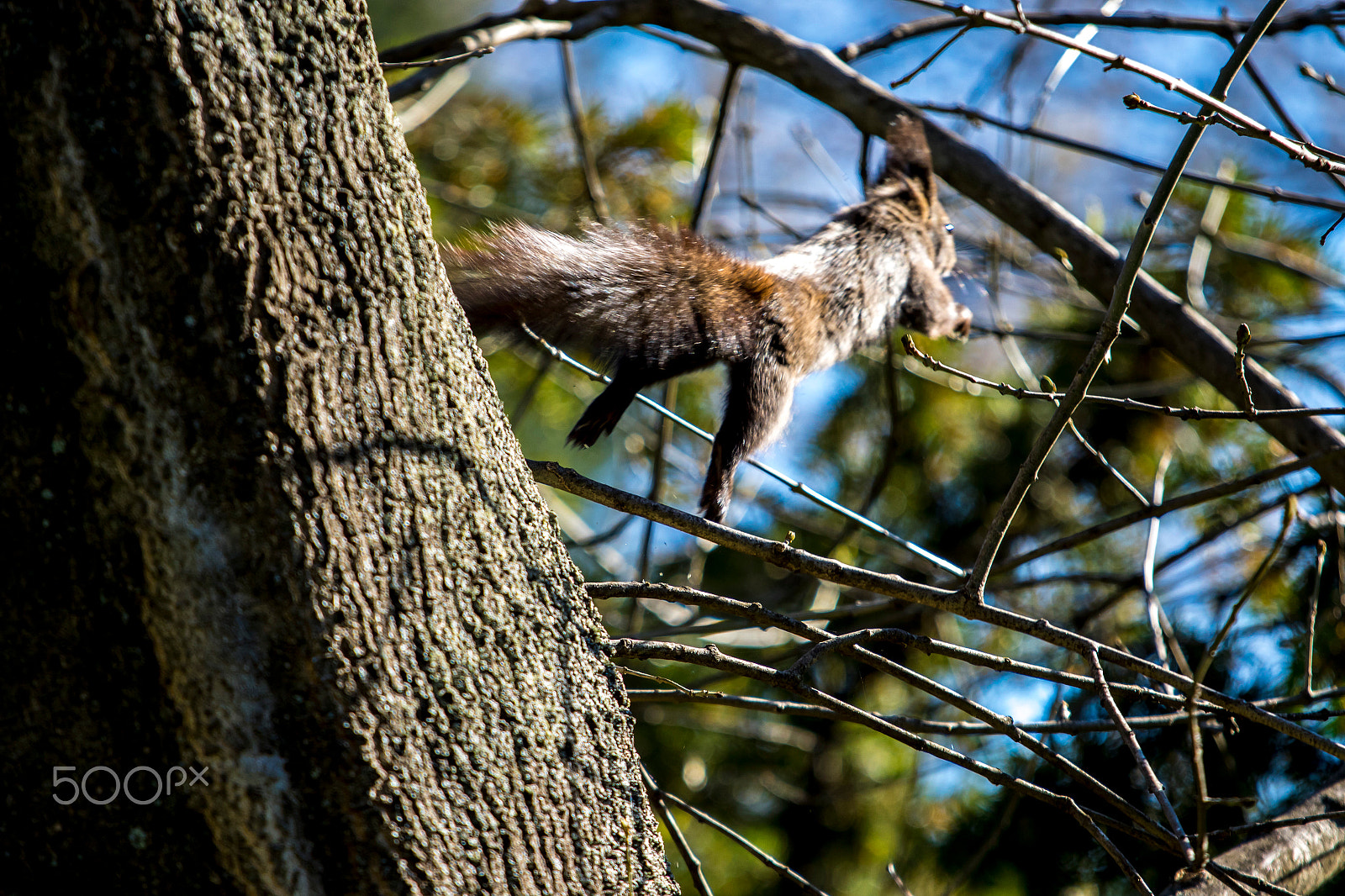 Canon EF 70-200mm F4L IS USM sample photo. Squirrel in action photography