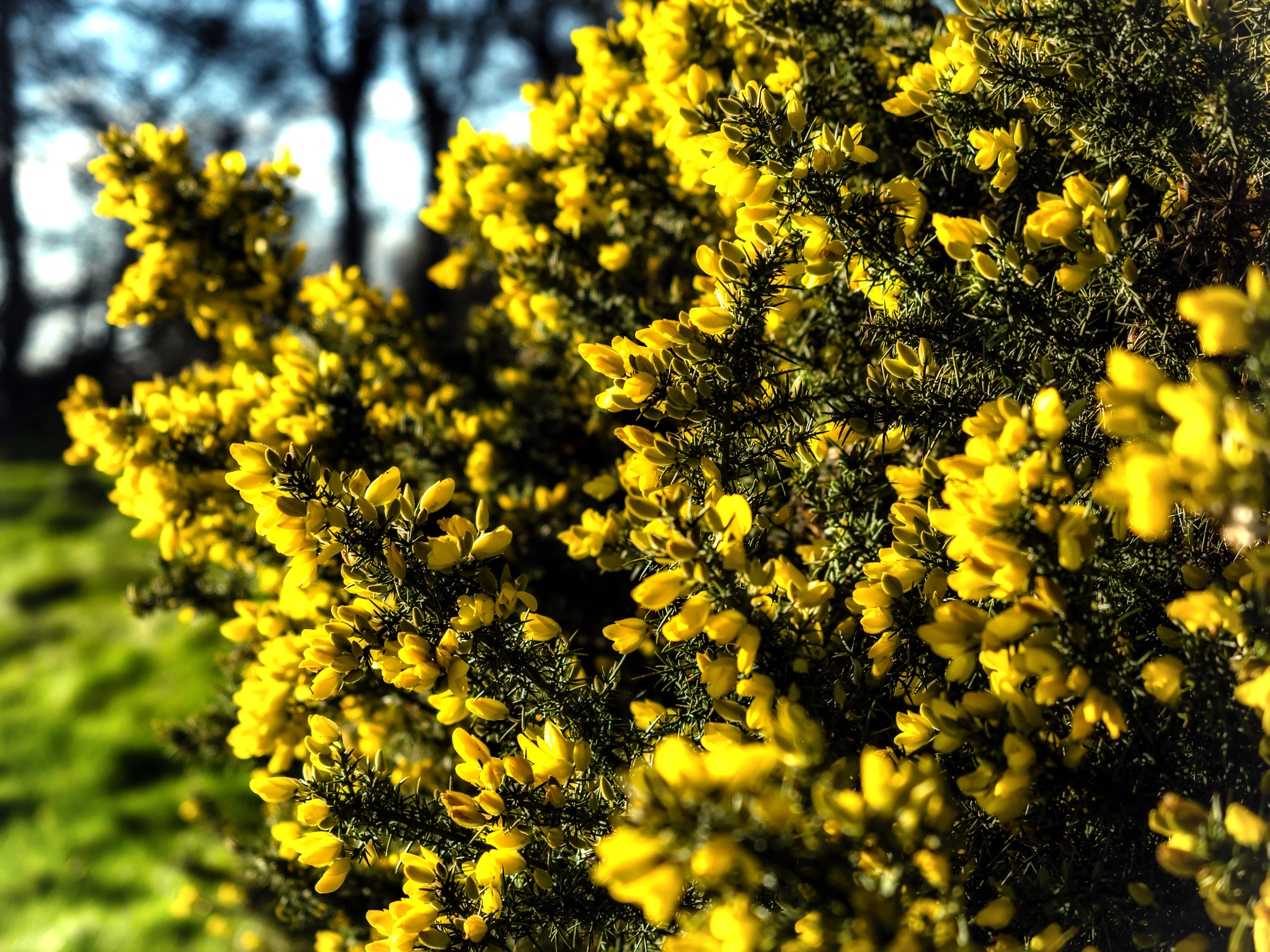 Olympus OM-D E-M5 II + Olympus M.Zuiko Digital ED 12-40mm F2.8 Pro sample photo. Yellow gorse photography