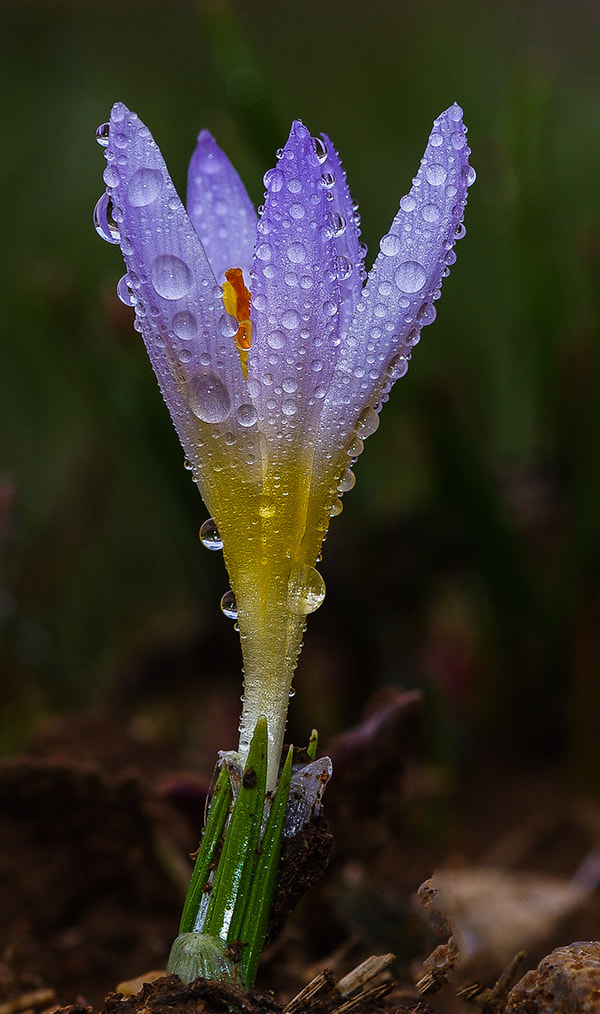 smc PENTAX-FA Macro 100mm F2.8 sample photo. Drop photography