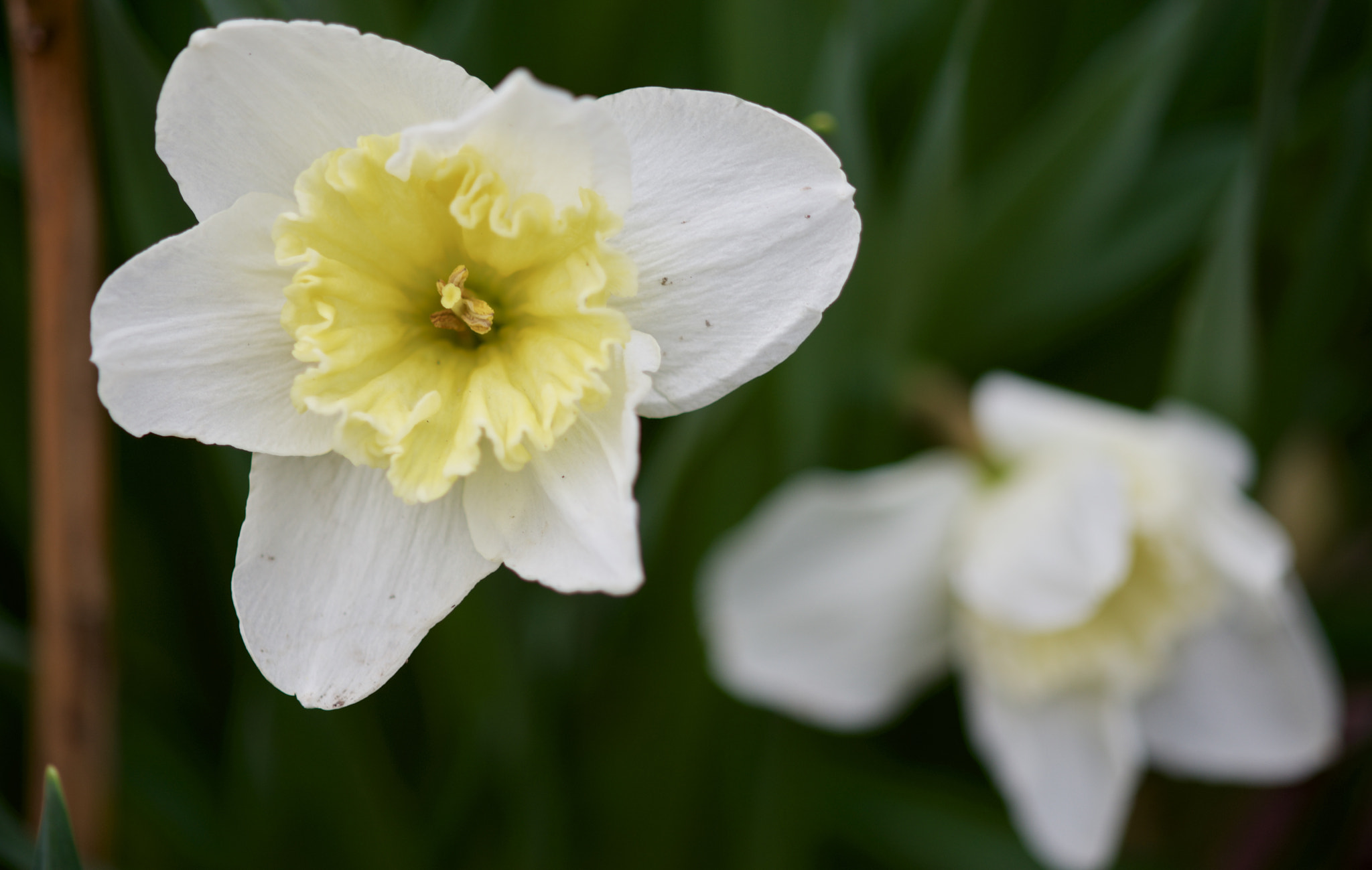 AF Nikkor 50mm f/1.8 sample photo. Two white photography