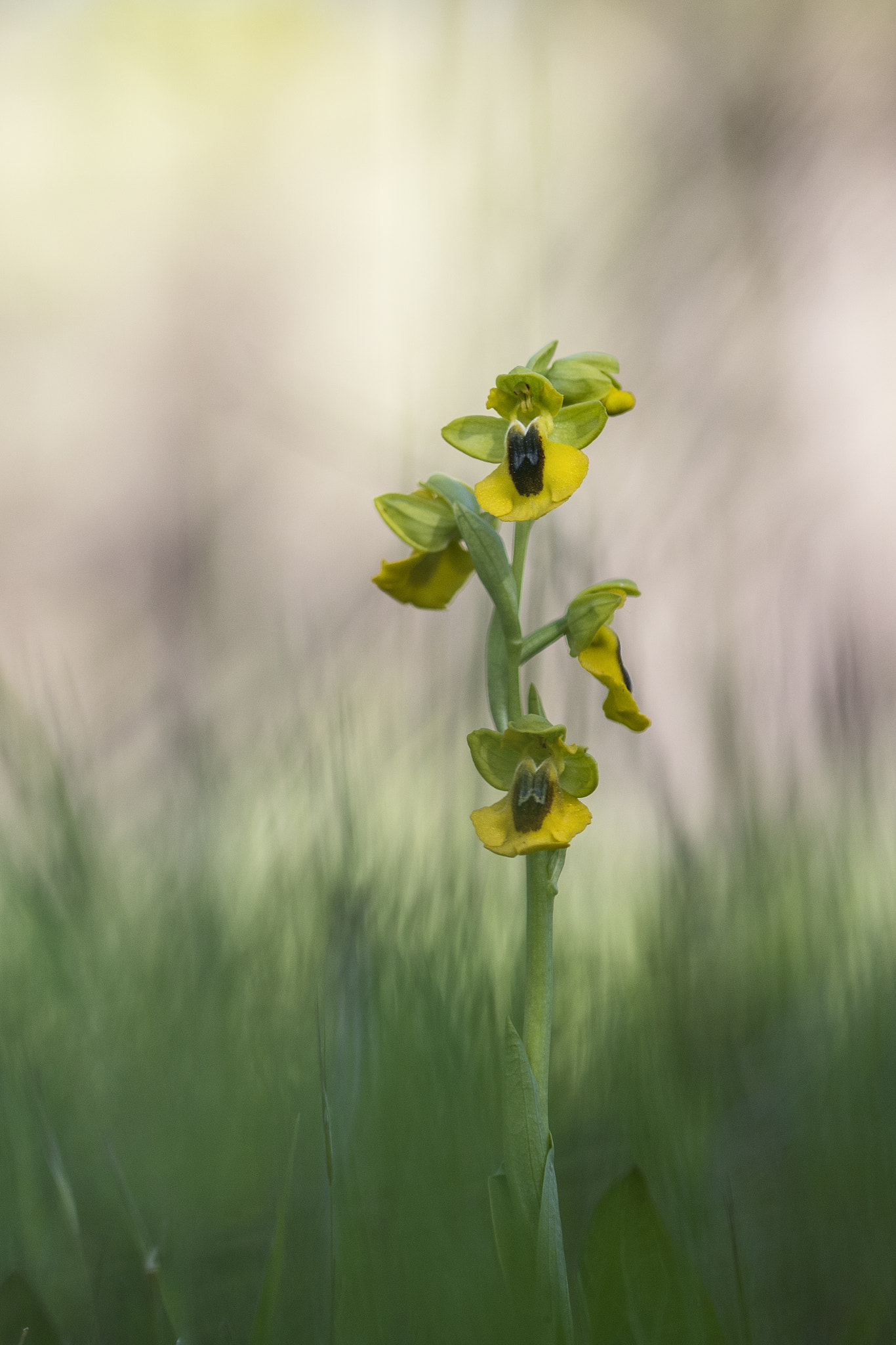 Canon EOS 7D Mark II sample photo. Ophrys lutea photography