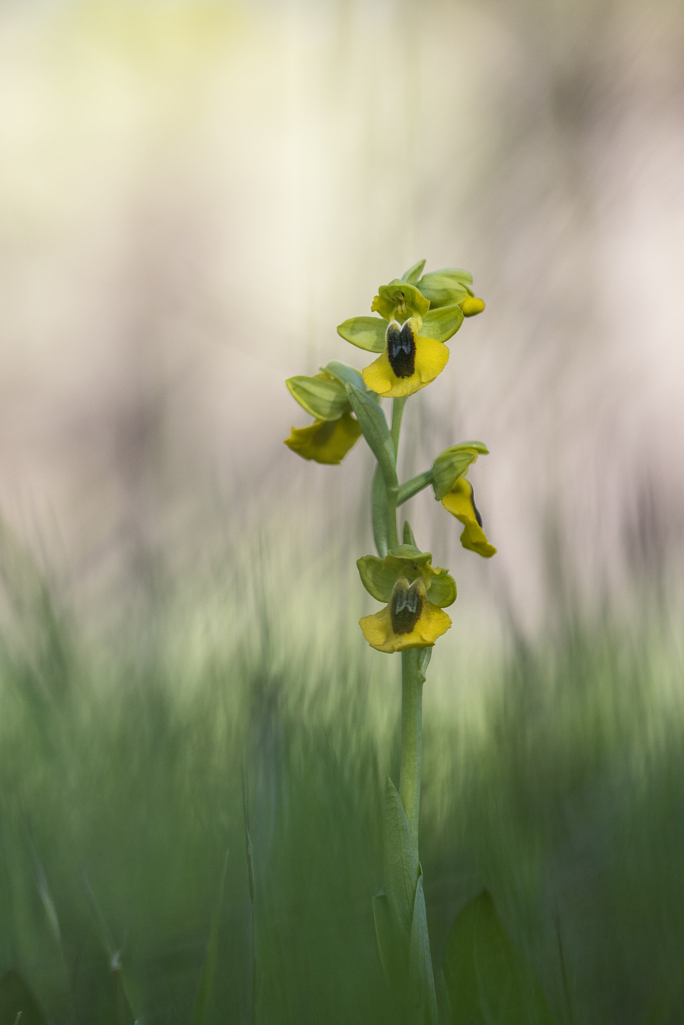 Canon EF 100mm F2.8 Macro USM sample photo. Ophrys lutea photography