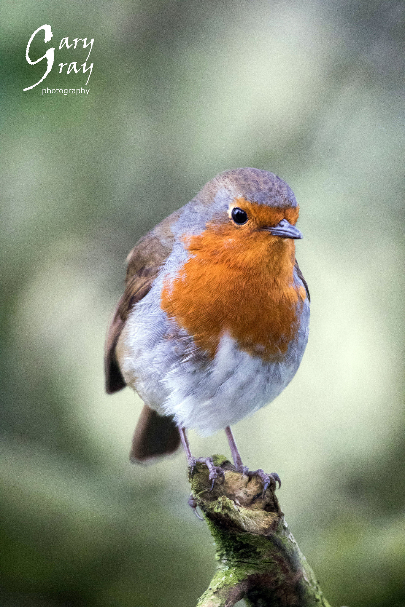 Canon EF 100-400mm F4.5-5.6L IS USM sample photo. Robin photography