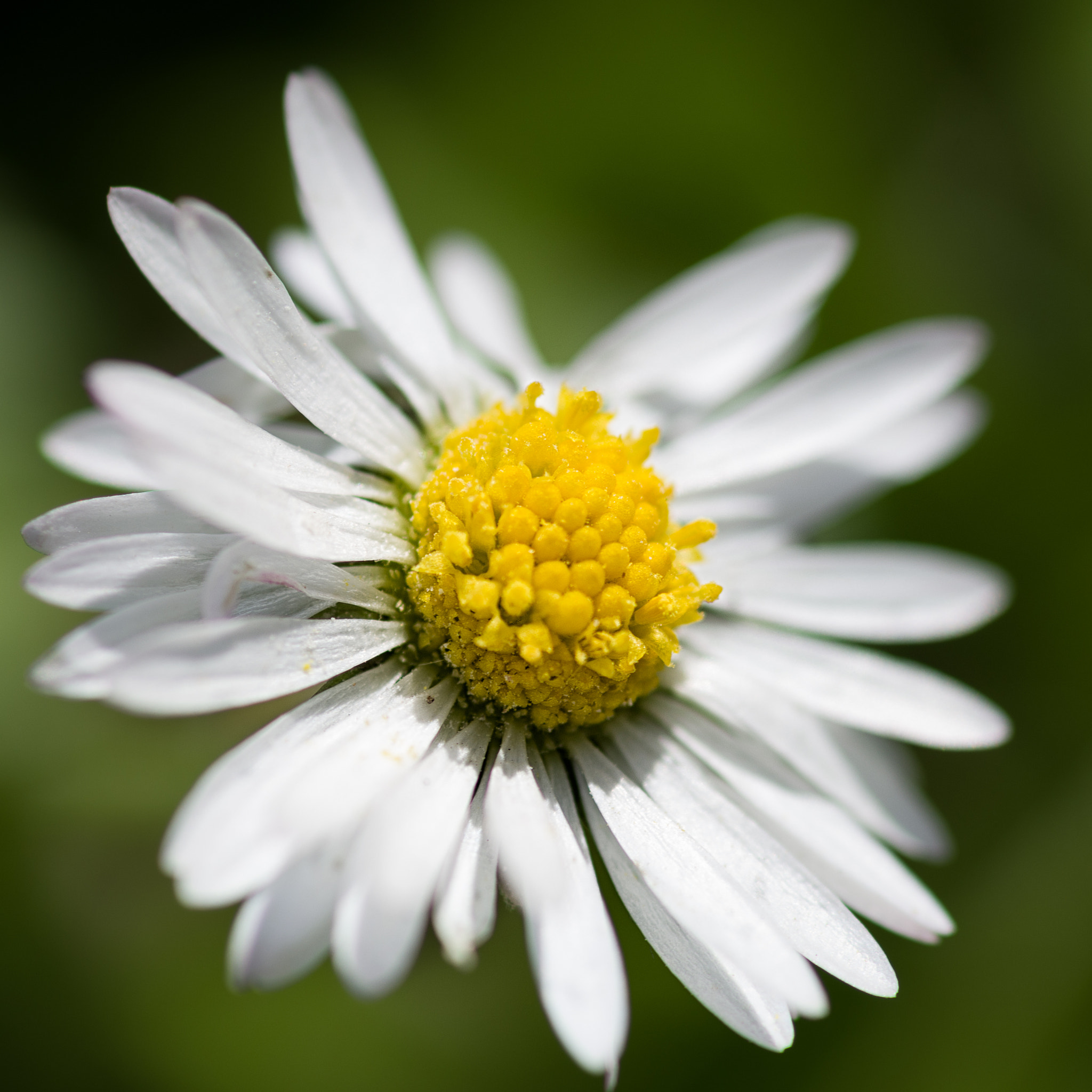 Pentax K-50 + Pentax smc D-FA 100mm F2.8 Macro WR sample photo. Img photography