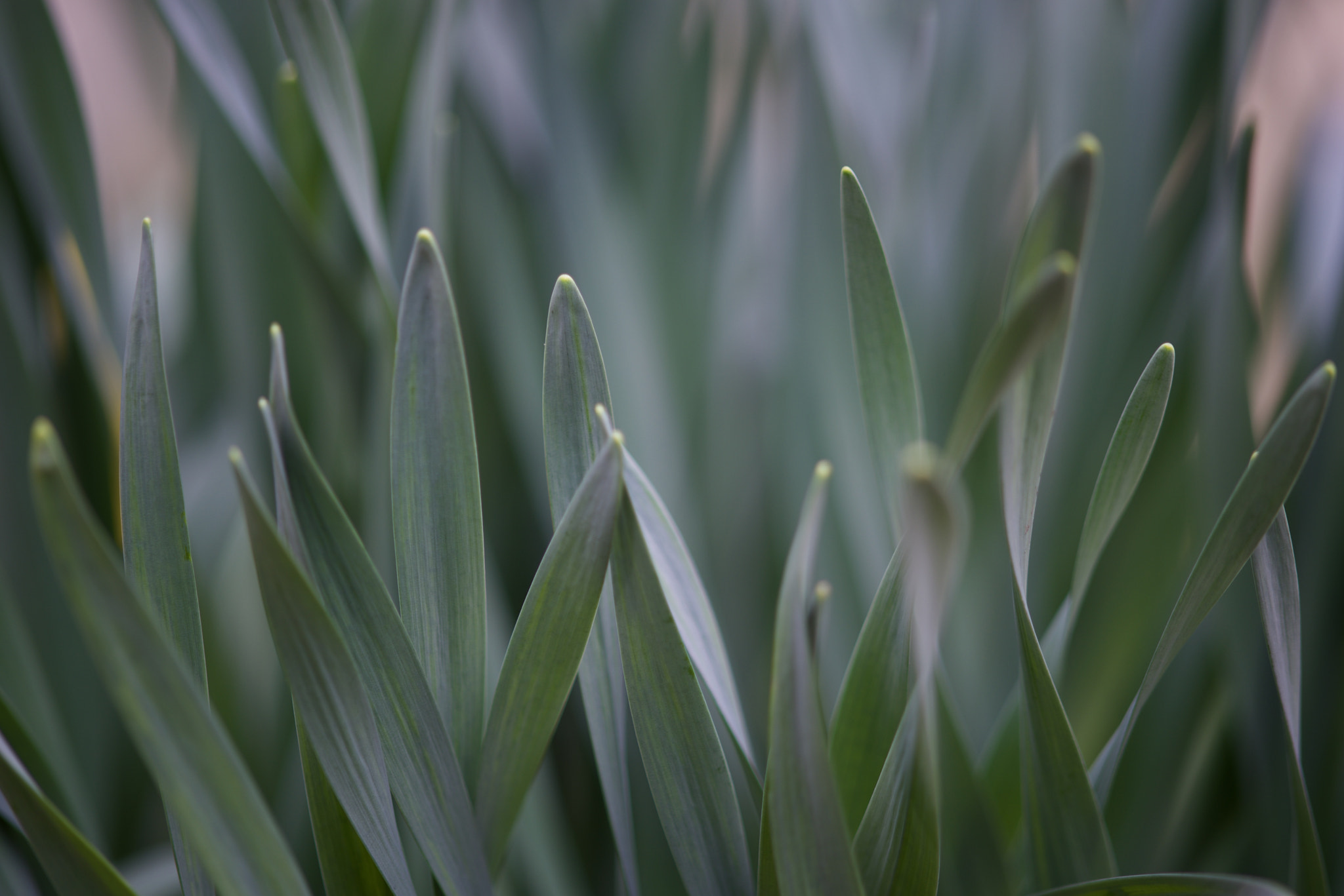 AF Nikkor 50mm f/1.8 sample photo. Green photography