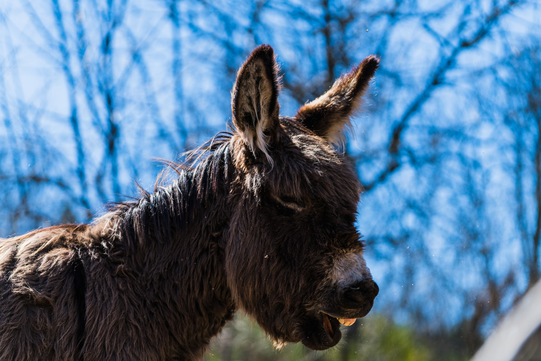 Sony a7R II + Sony FE 70-200mm F4 G OSS sample photo. I laugh at you! photography