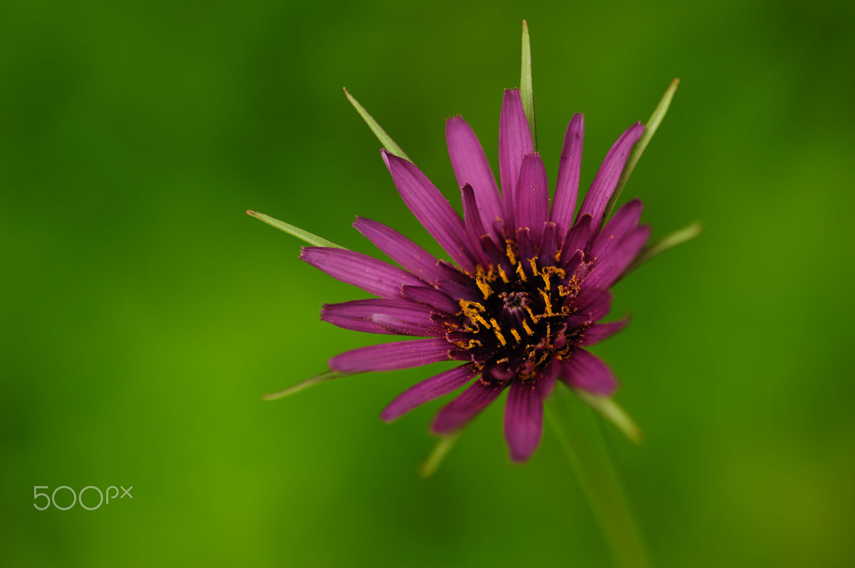 Nikon D700 sample photo. Unidentified wildflower photography