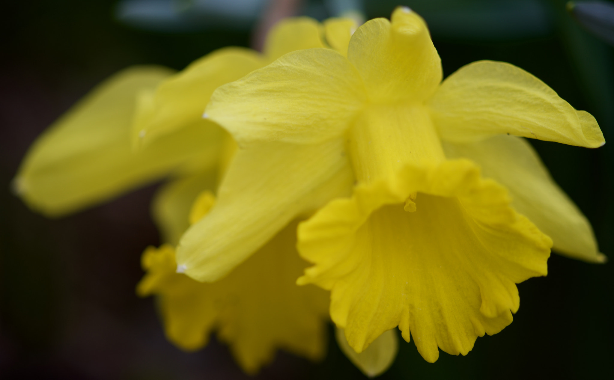 AF Nikkor 50mm f/1.8 sample photo. Yellow photography