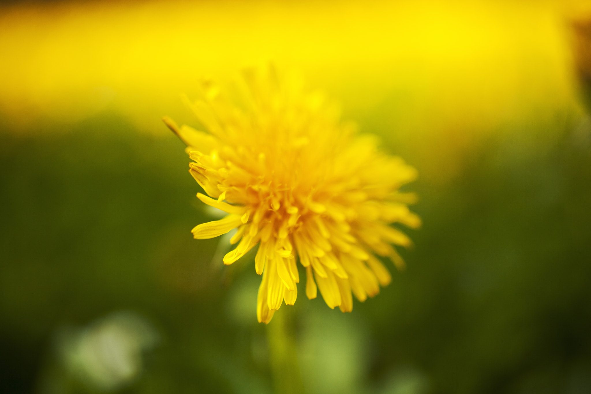 Sigma 50mm f/2.8 EX sample photo. Pissenlit dandelion photography