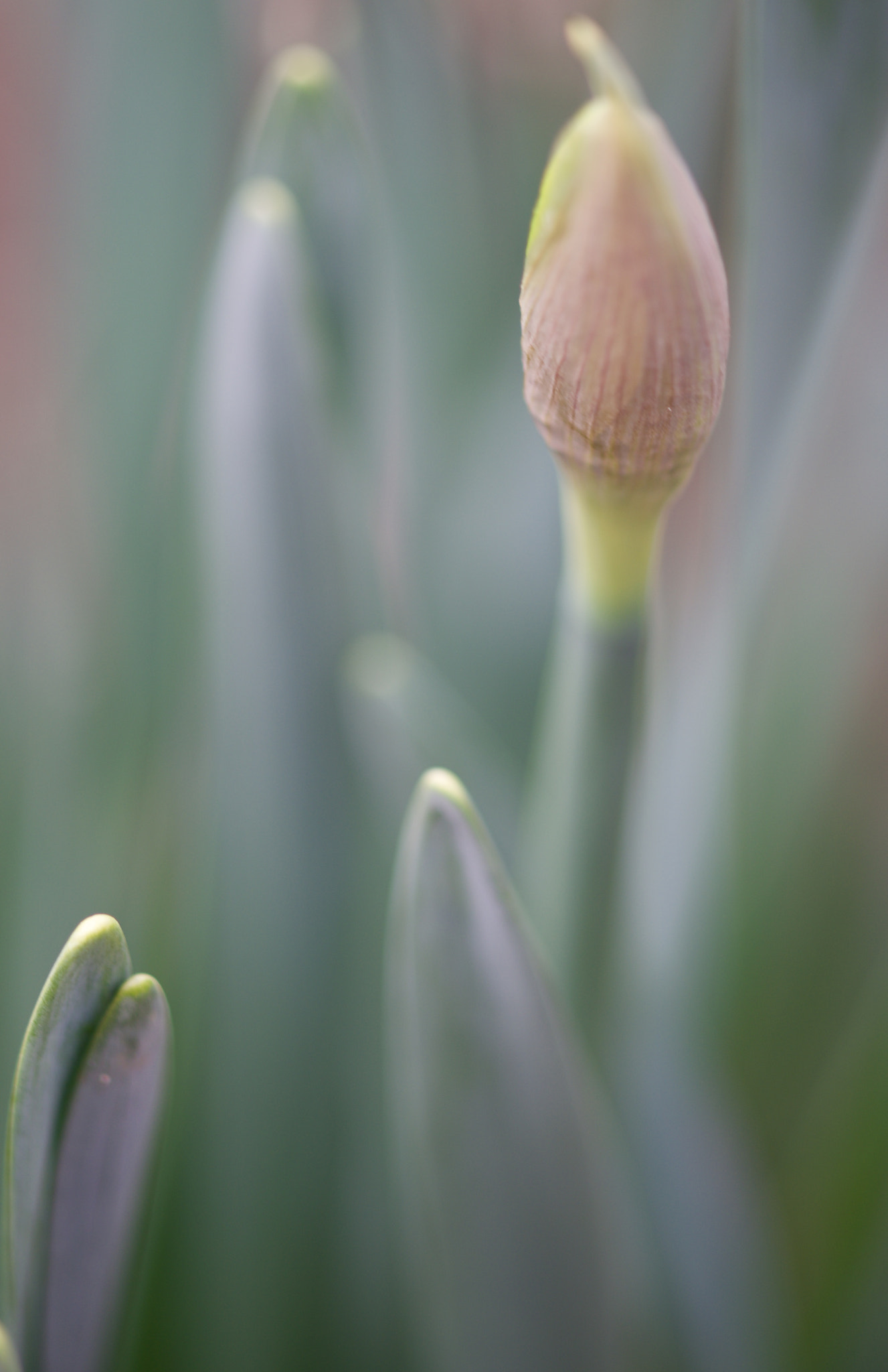 AF Nikkor 50mm f/1.8 sample photo. Bud photography