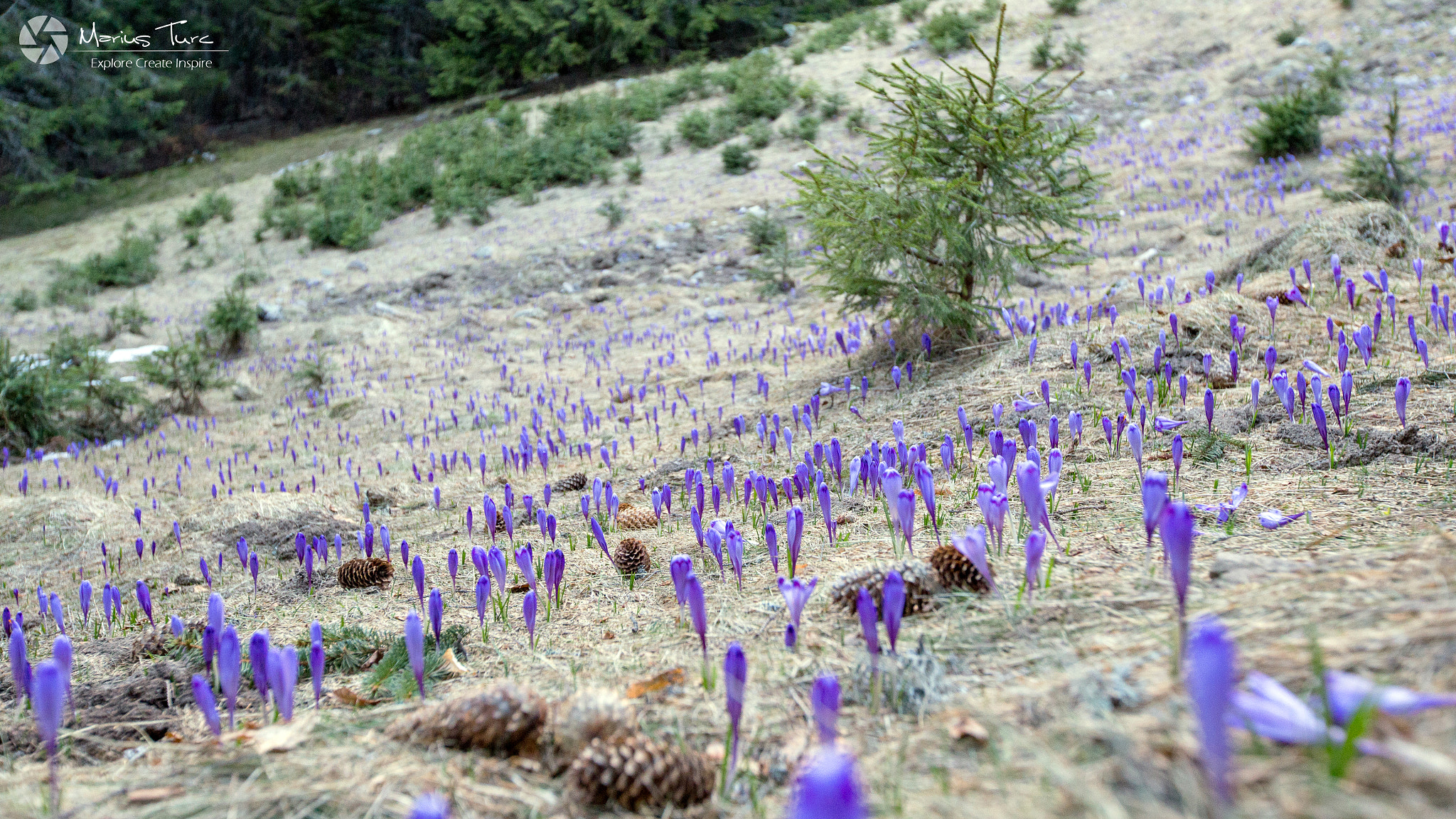 Canon EF 16-35mm F2.8L II USM sample photo. Retezat magic land photography