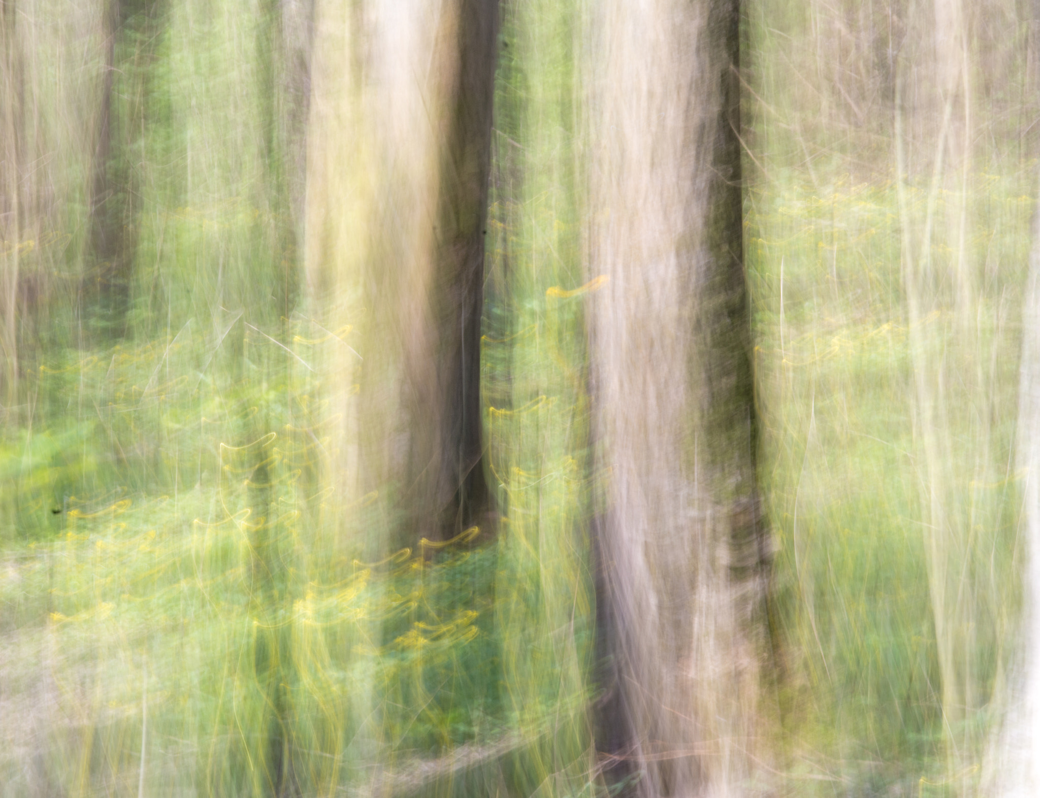 Nikon AF-S Micro-Nikkor 105mm F2.8G IF-ED VR sample photo. Fuzzyforest photography