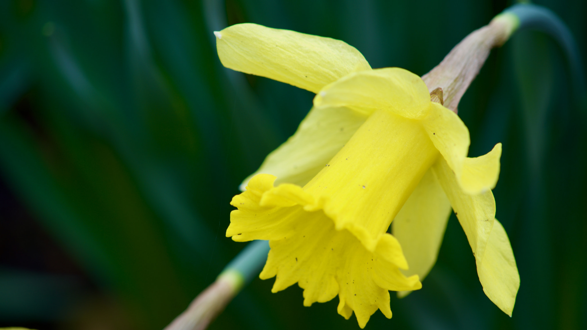 AF Nikkor 50mm f/1.8 sample photo. One yellow photography