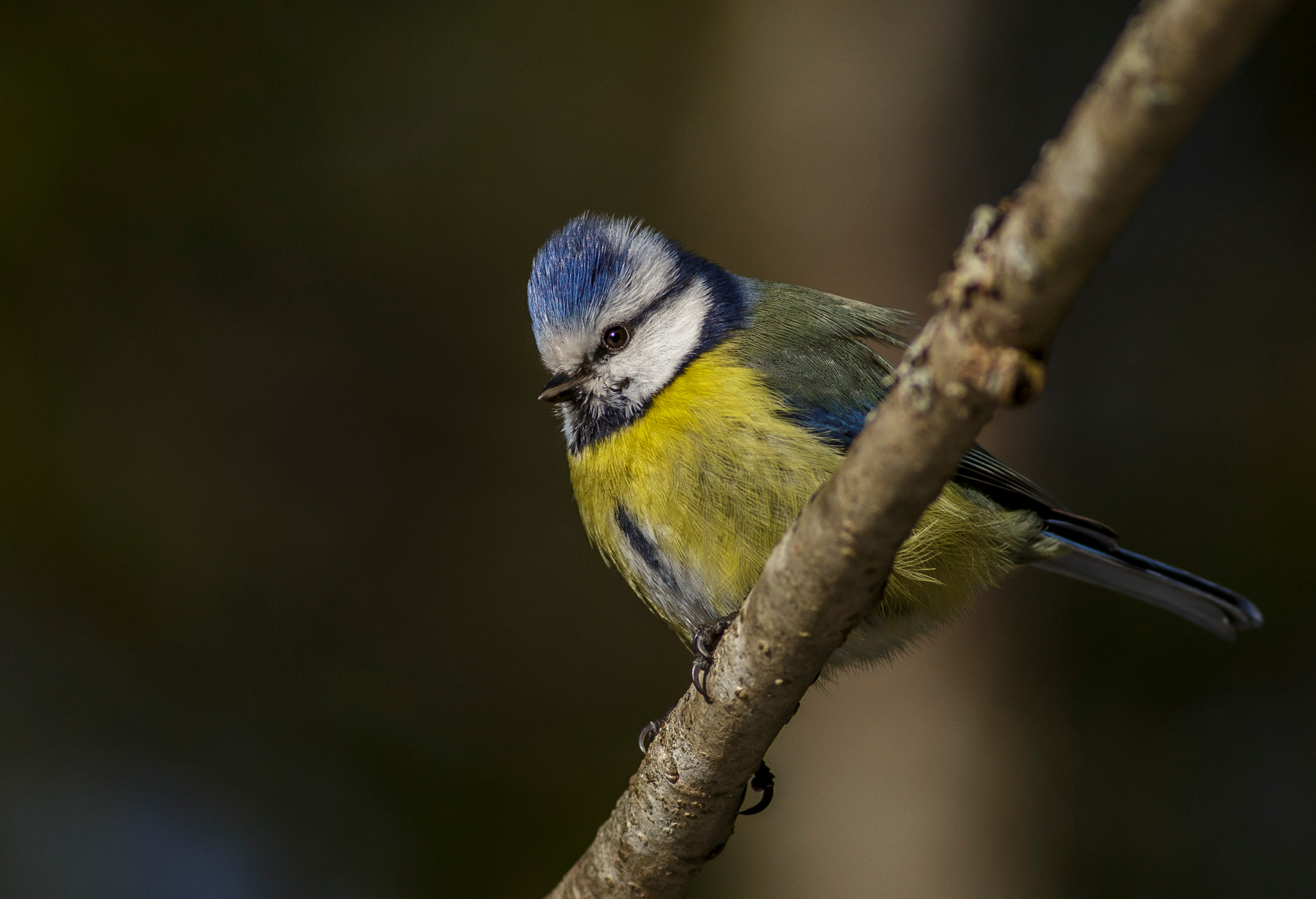 Canon EOS 6D + Canon EF 400mm F5.6L USM sample photo. Blue titt photography